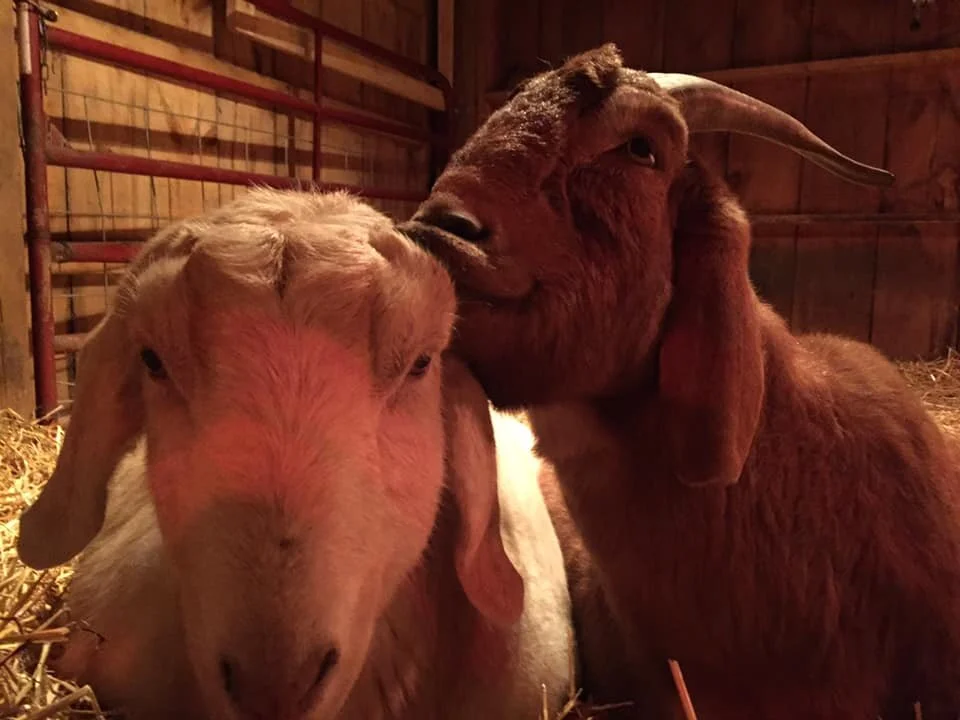 Meet the moms of HEEFS