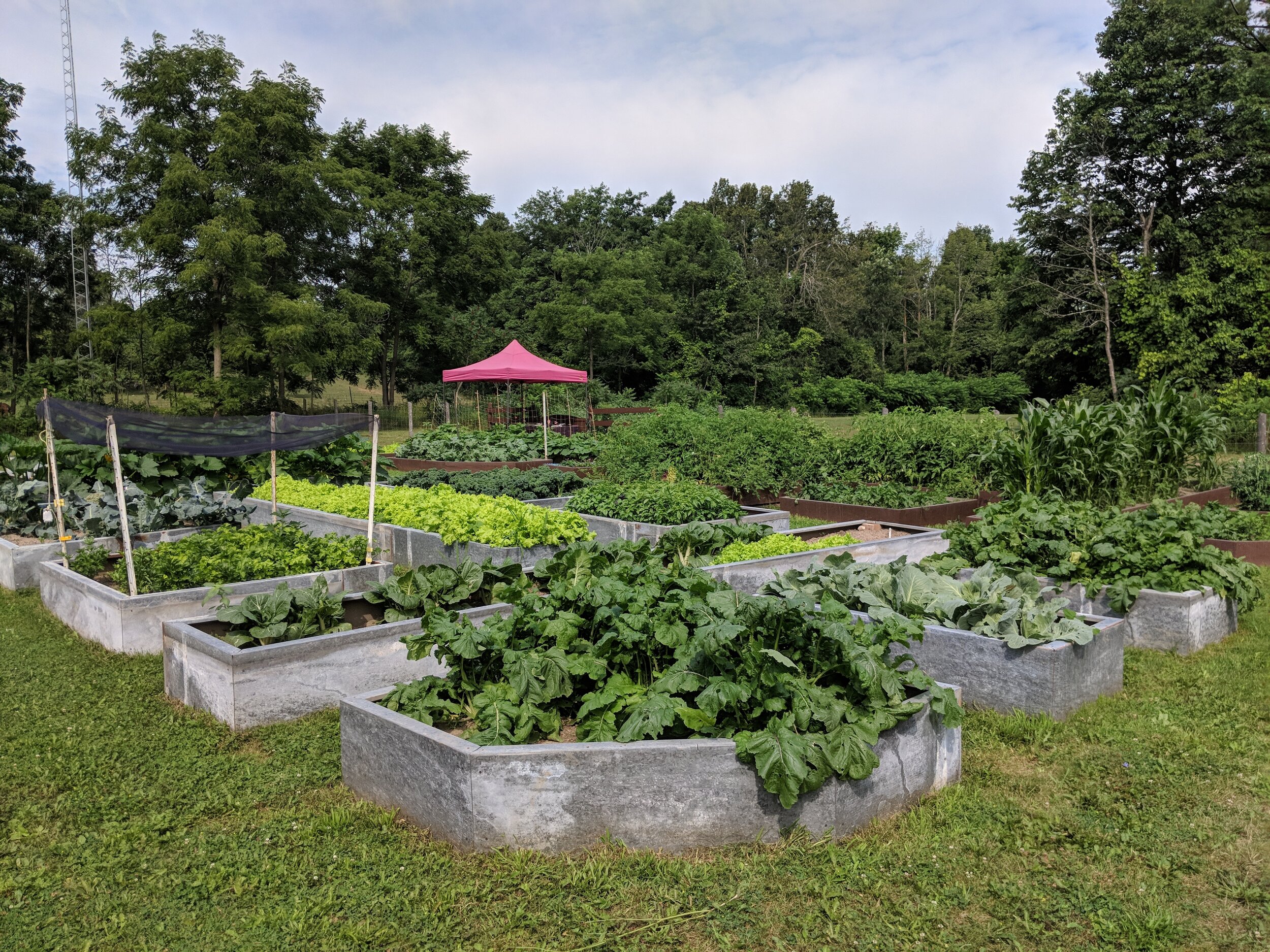 Lettuce tell you about our veggie garden!