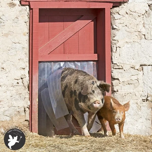 HEEFS is reaching around the world