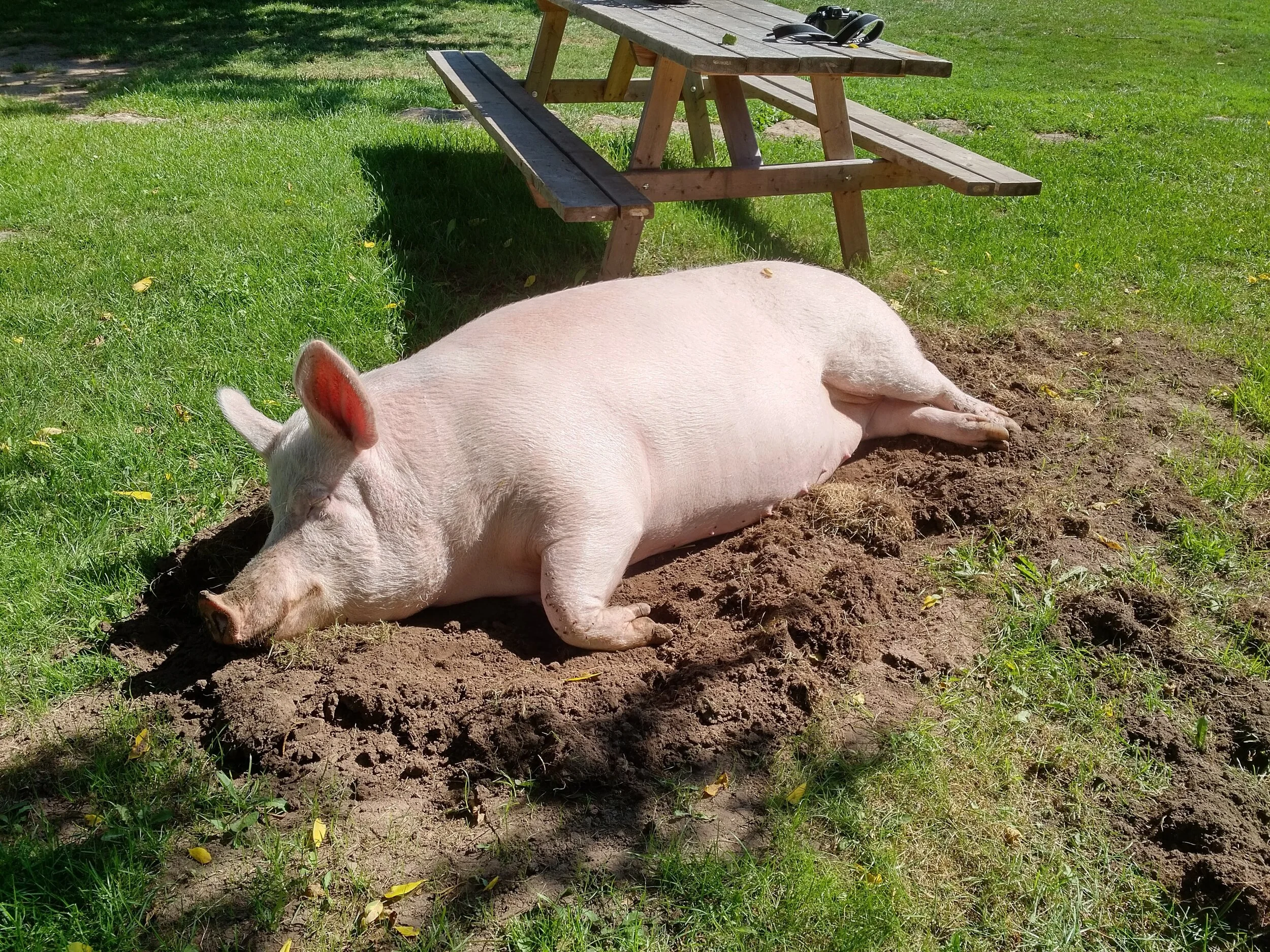 Our Back Story Happily Ever Esther Farm Sanctuary