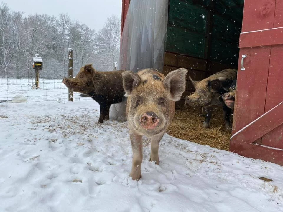 FarmX Pig integration…it’s a process!