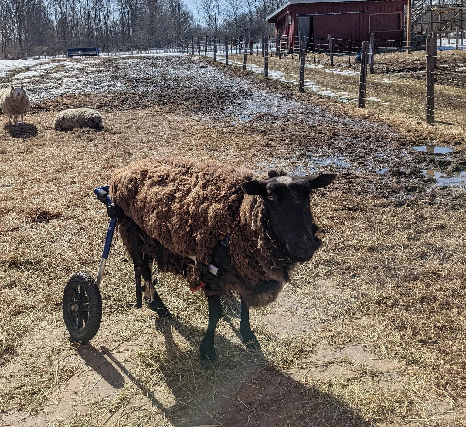 Thinking outside the barn by Cheri Gibson, Animal Caregiver
