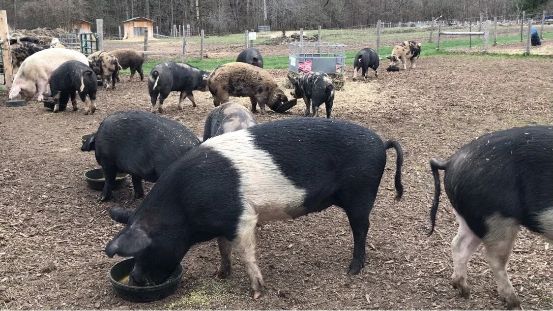 My herd is your herd 