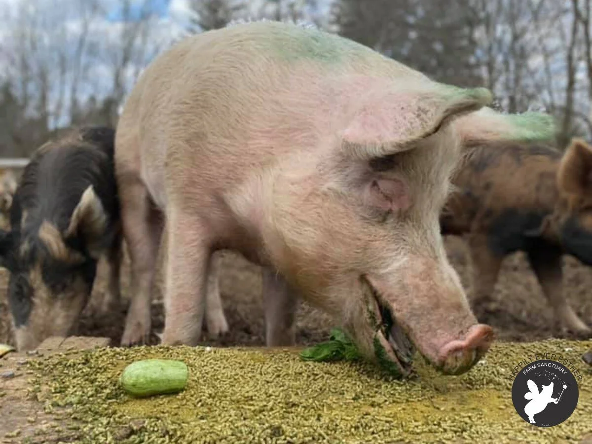 Forage Feeding for our Pigs