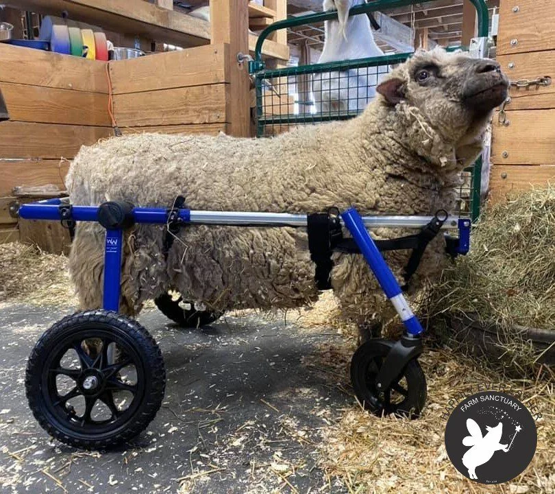 On the move with Gladys and Yammy!