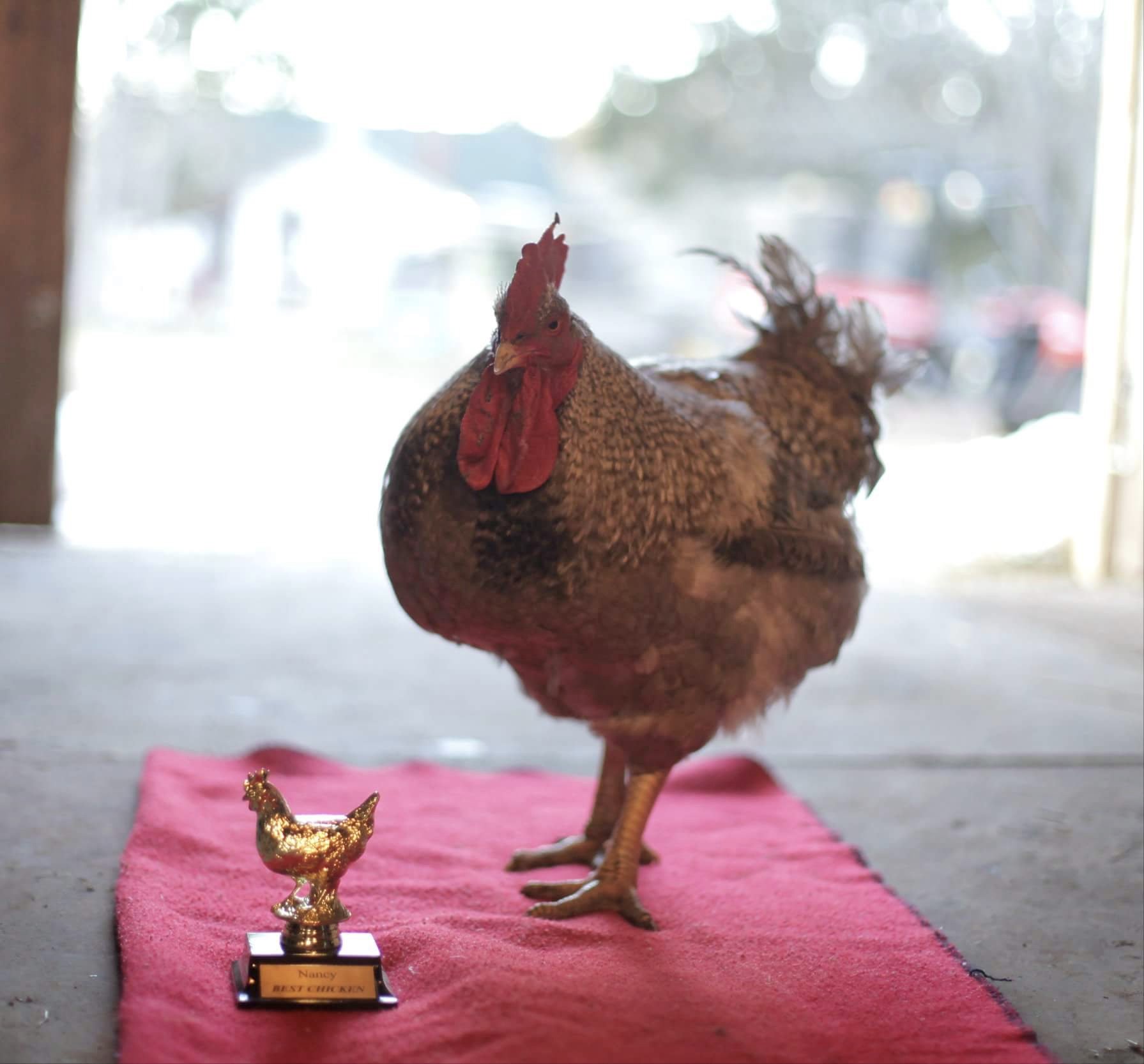 Nancy Is His Name, Epic Stories Are His Game 