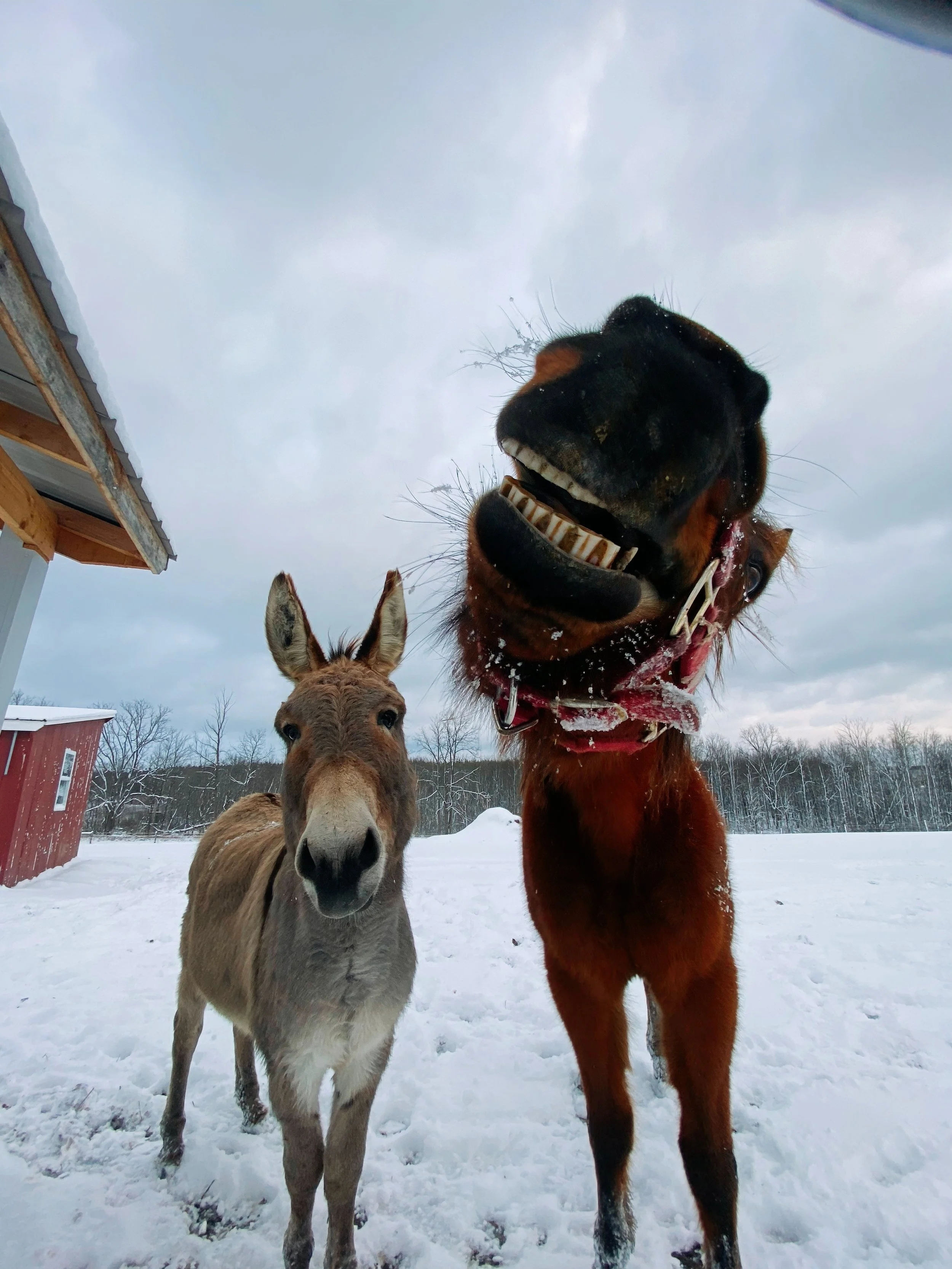  HOW WE HANDLE THE COLD AT HEEFS