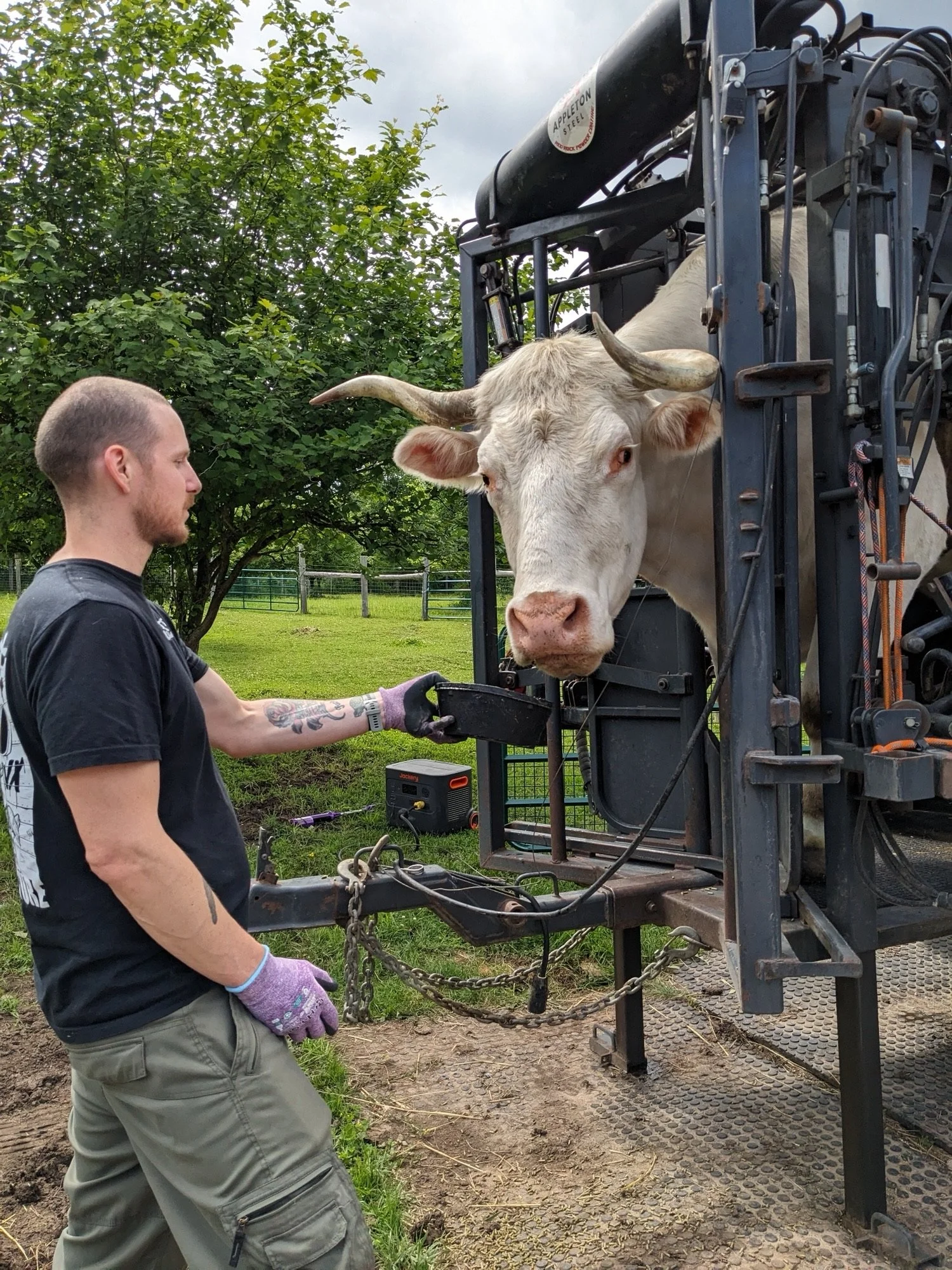 THE IMPORTANCE OF HOOF CARE AT OUR SANCTUARY: ENSURING HEALTHY HOOVES FOR OUR RESIDENTS 