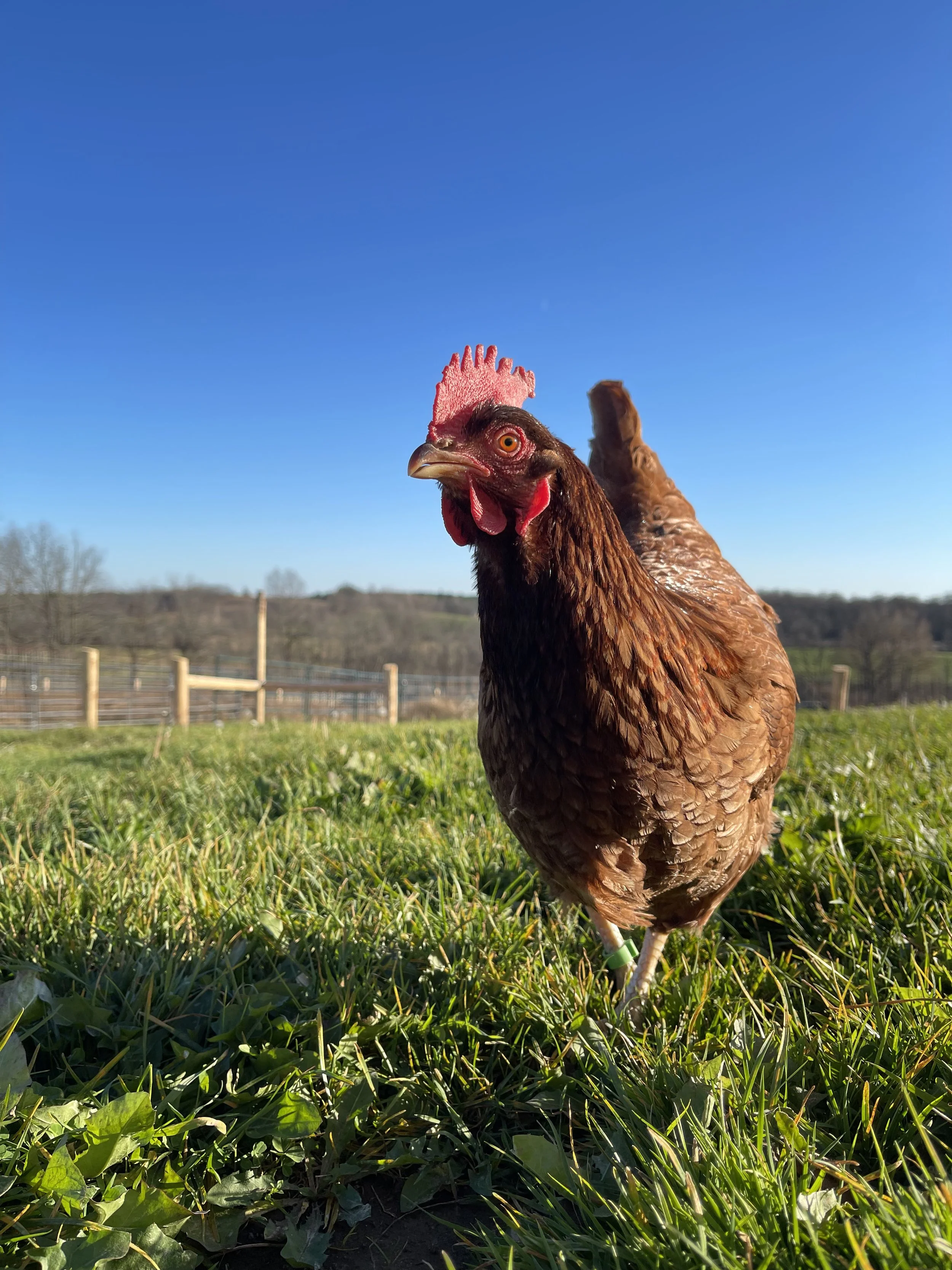 REPRODUCTIVE HEALTHCARE FOR HENS AT HEEFS 