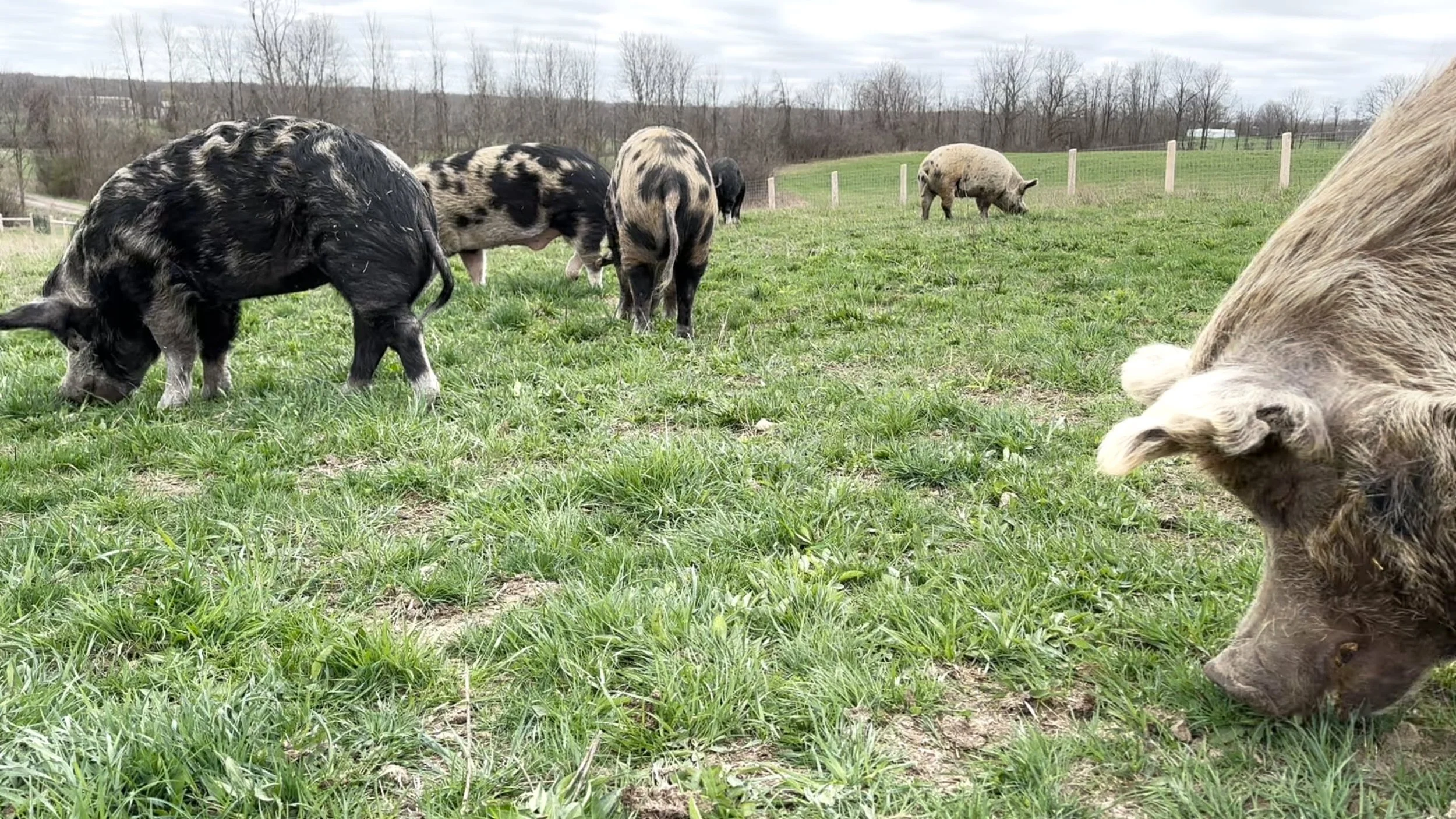 RESTED PASTURES, HAPPY PIGS: CARING FOR OUR RESIDENTS AND THE LAND 