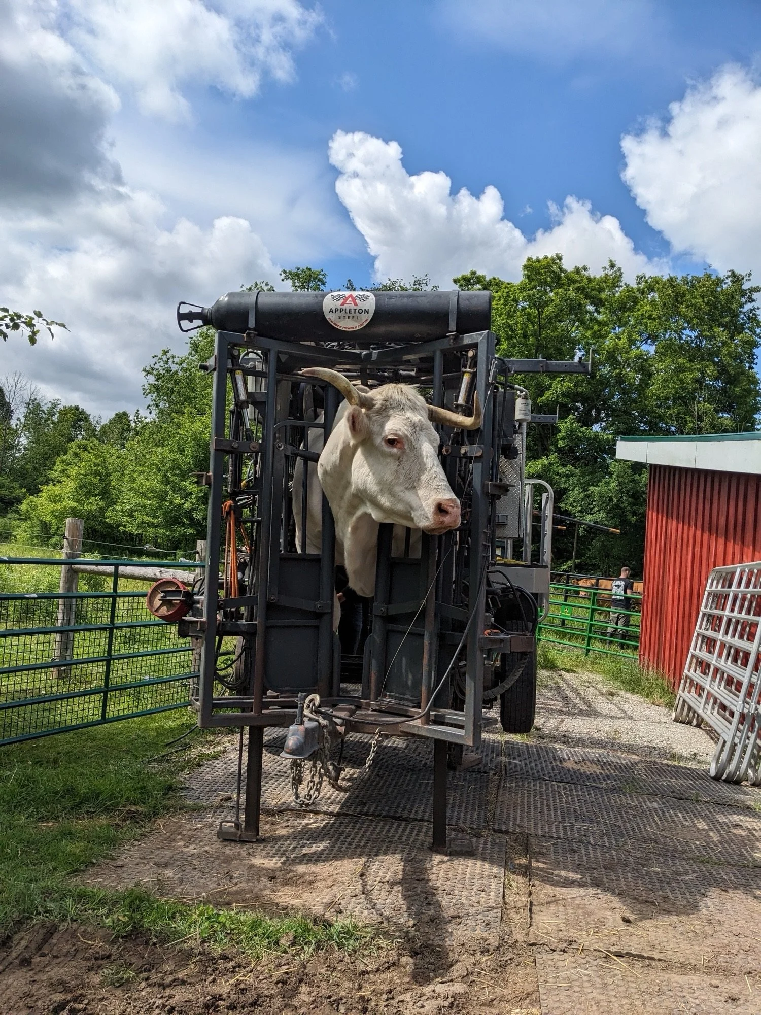 Denver pictured in our hoof-trimming chute