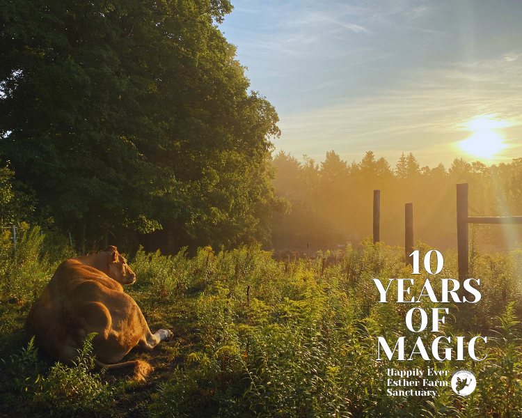 Copy of HEEFS 10 Years of Magic Cover.png