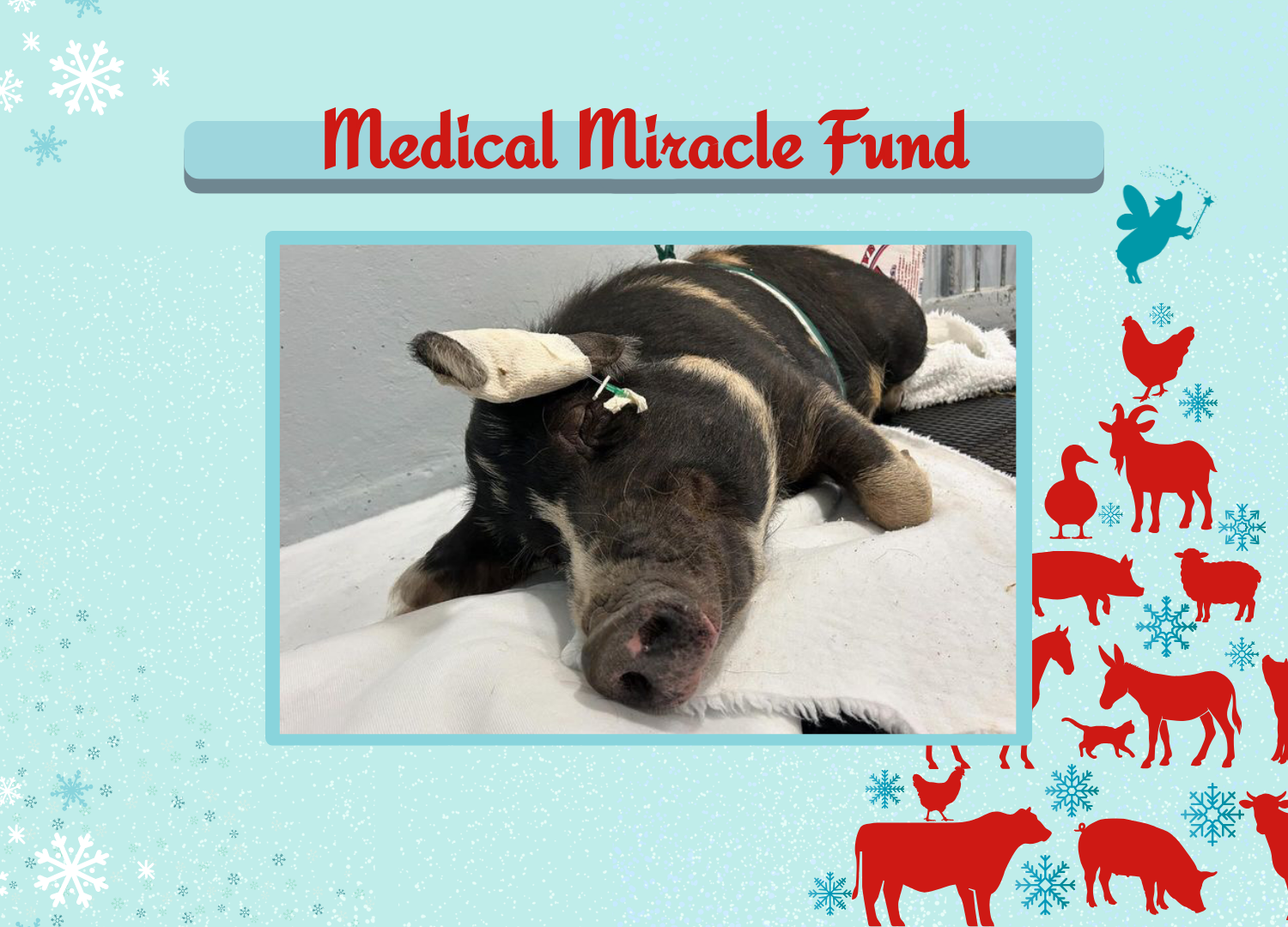 HMF 2025 - Store - Medical Miracle Fund.png