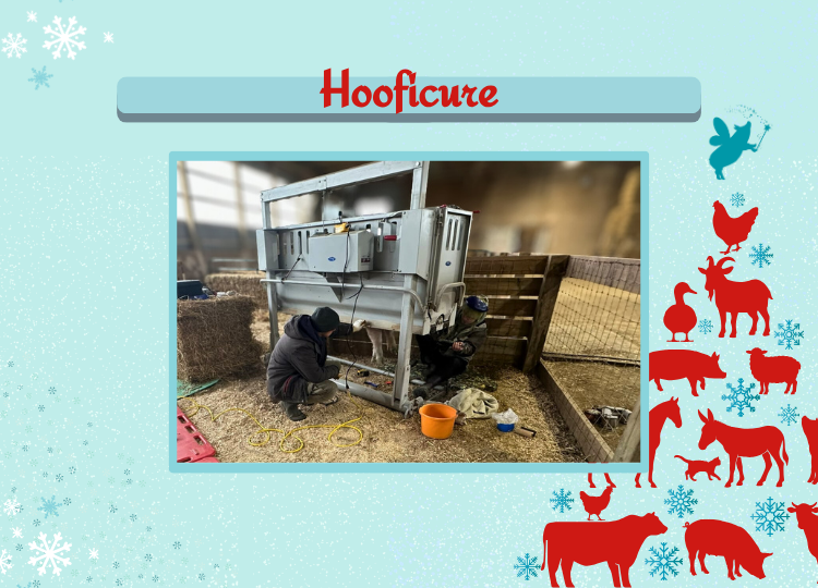 HMF 2025 - Virtual Gift - Store - Hooficure.png