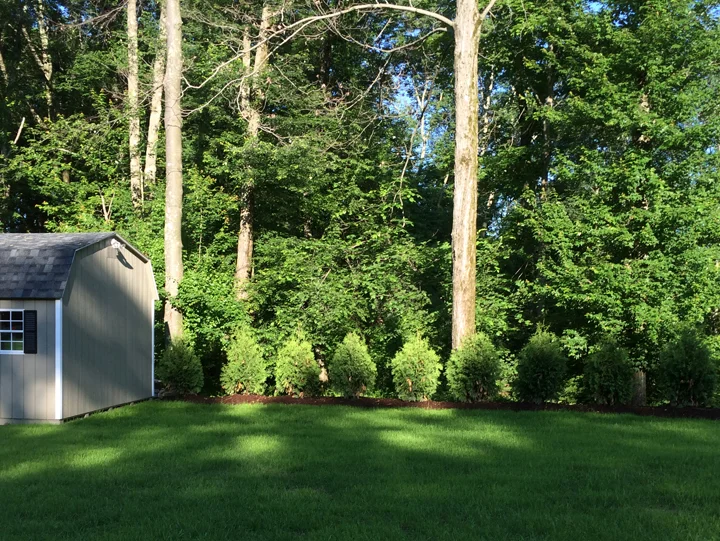 shed&arborvitae_after.jpg