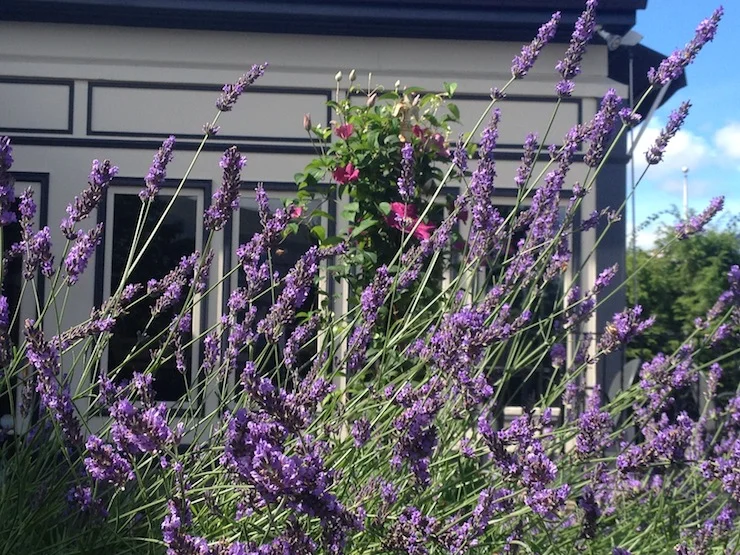 lavenderclematis_4291.JPG