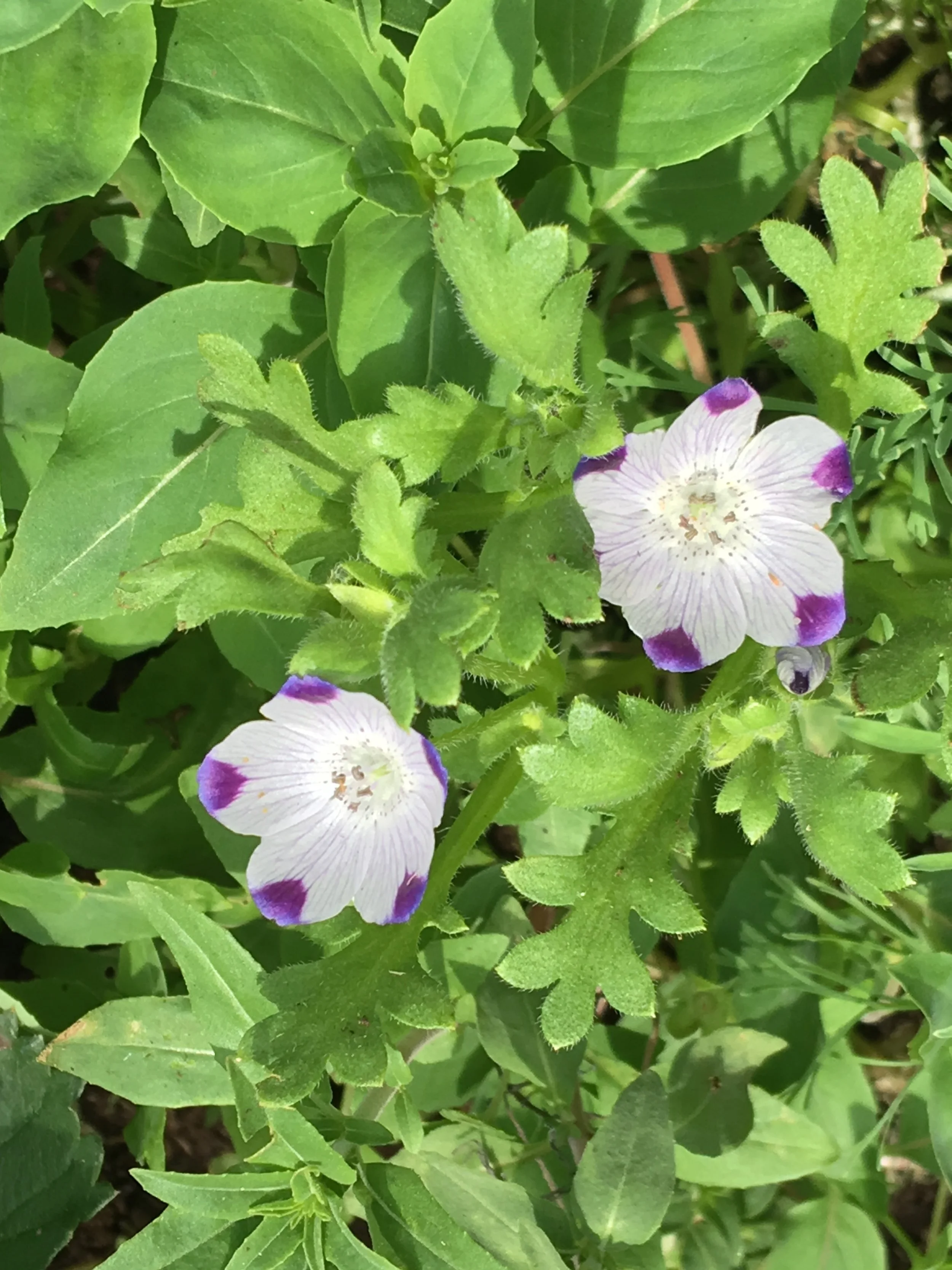 7_6_2017_AR_Wildflowers_IMG_0018.JPG