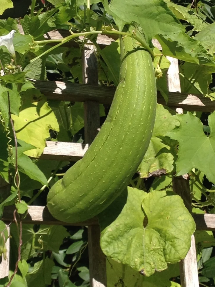 Luffa growing in midsummer. To harvest as sponges, wait until they turn brown in late summer or fall.