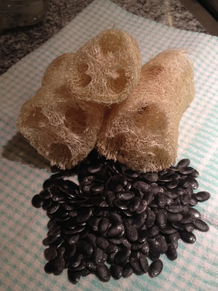 So many seeds from one Luffa! Let them dry then store for next year.