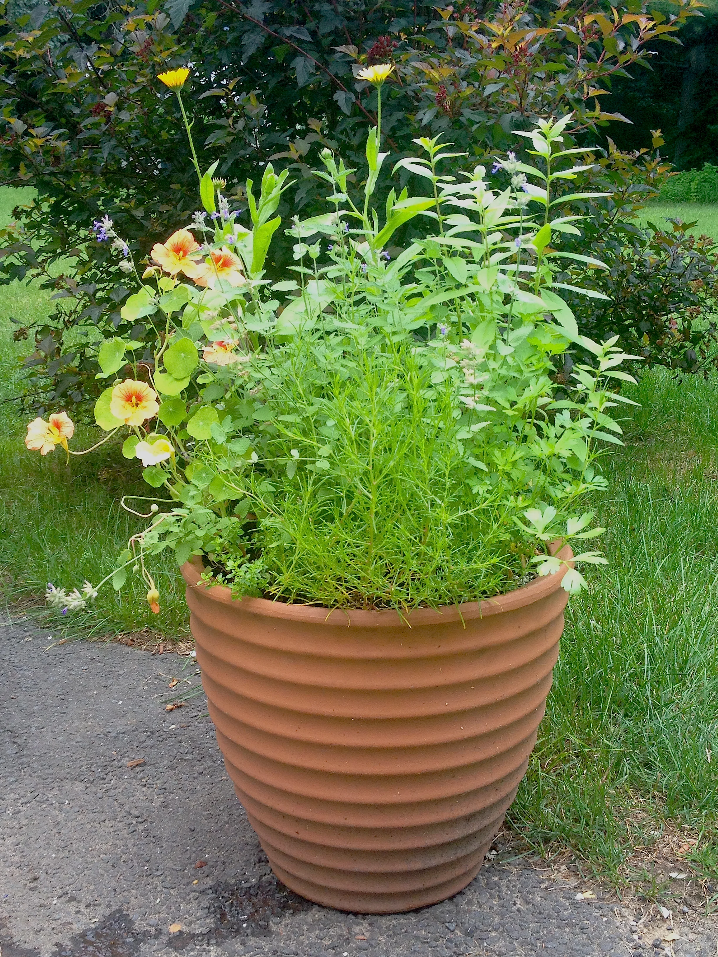 EdibleHerbContainer.jpg