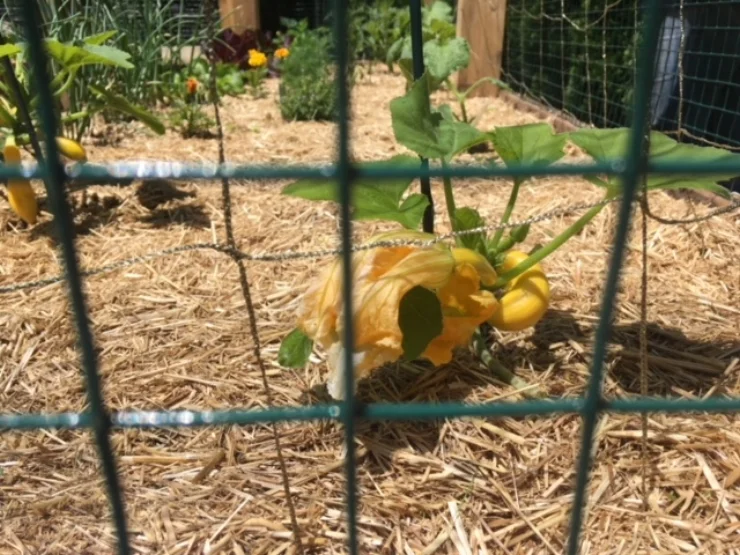 squash.jpeg