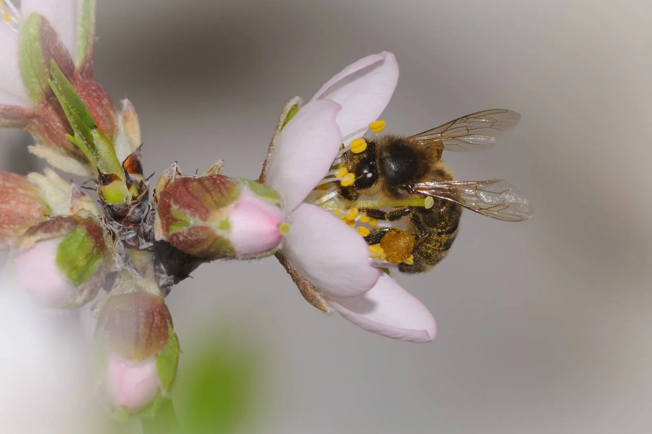 bee.jpg
