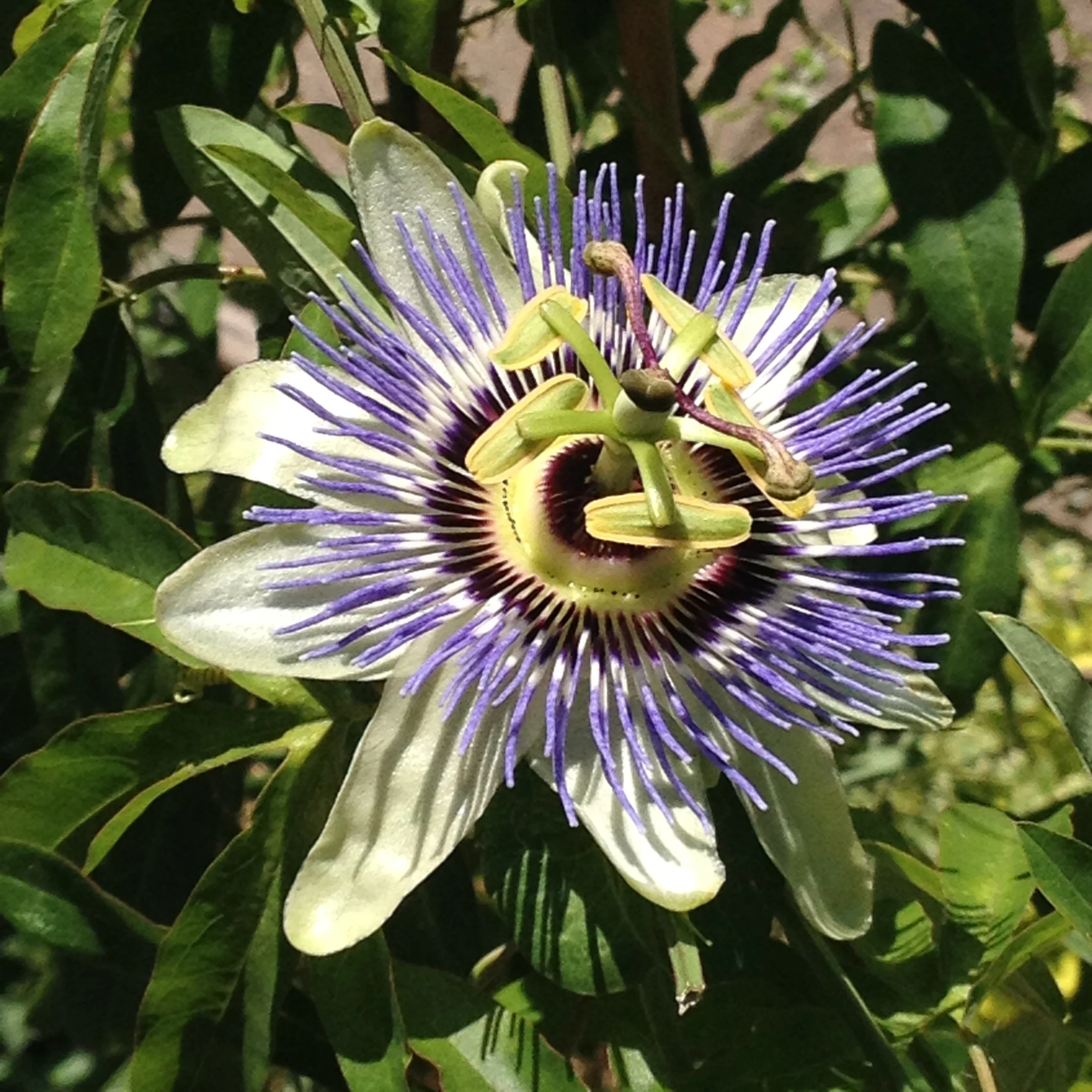 6_17_2018_O+A_passionflower_IMG_6735.JPG