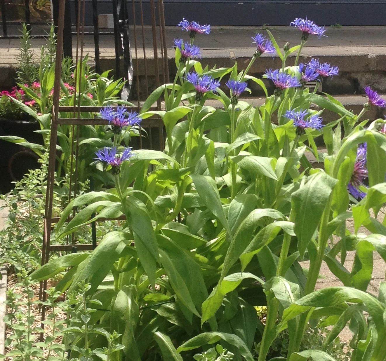 centaurea.jpg