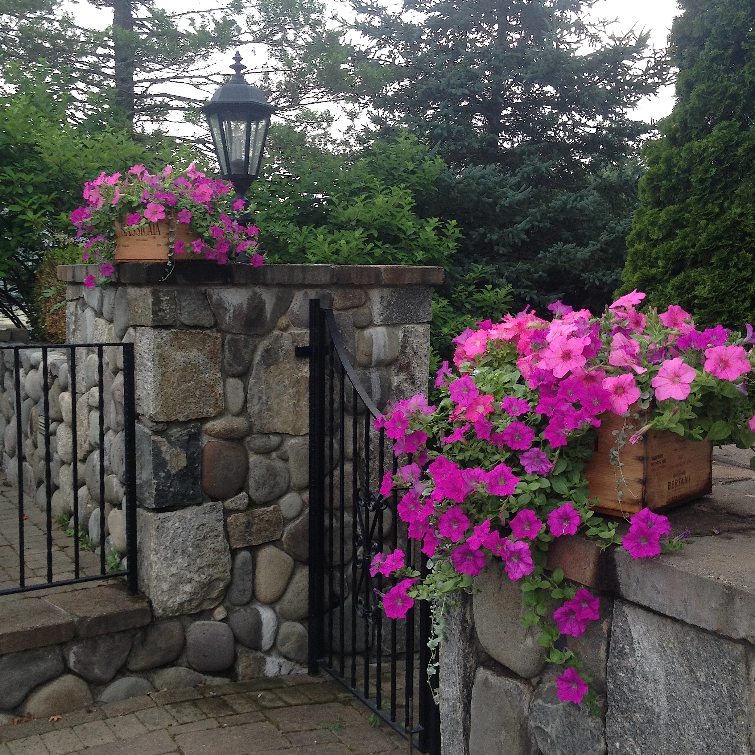 7_4_2018_oawavepetunias2_IMG_6811.jpg