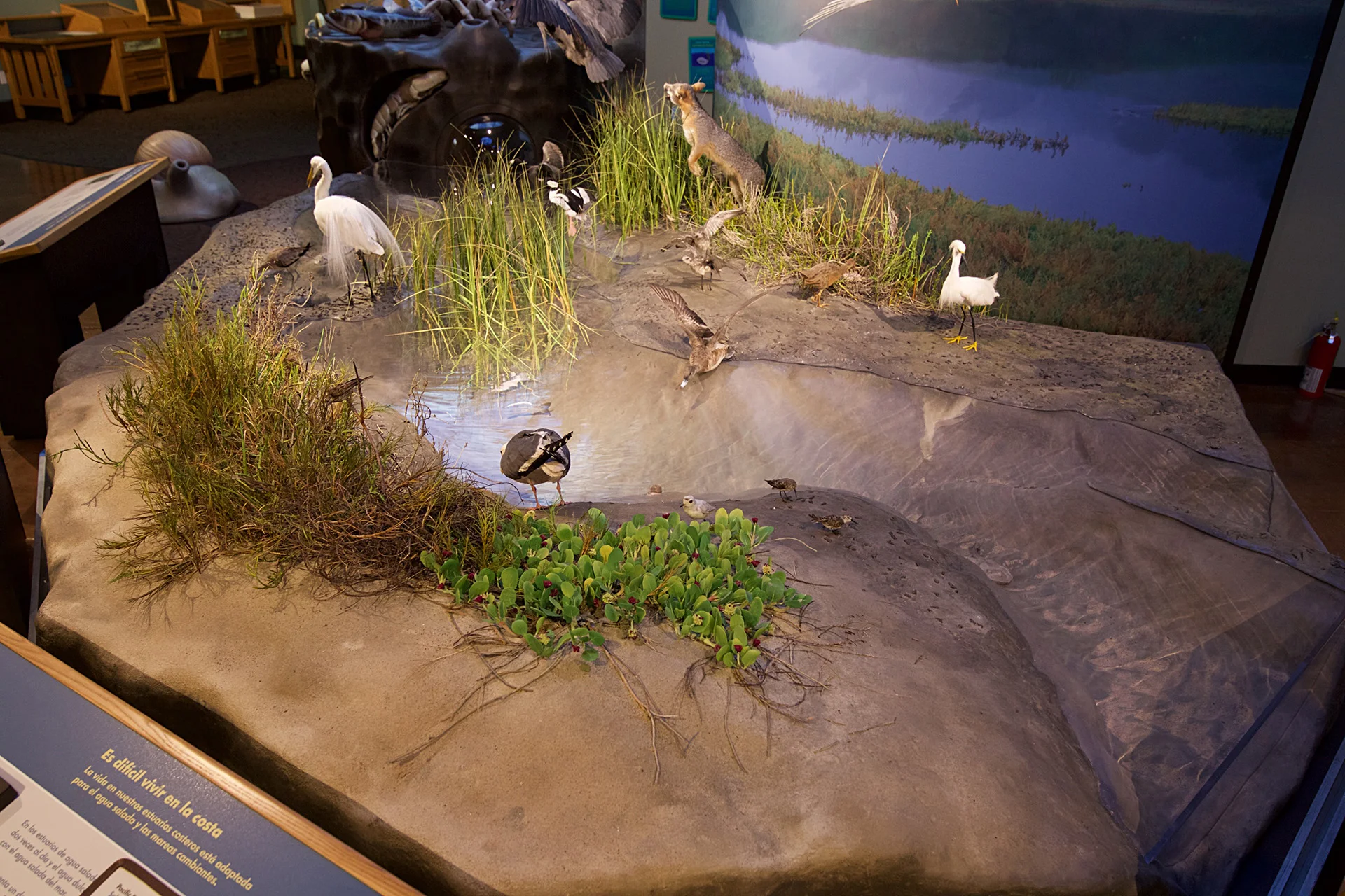 Jaguar Habitat Diorama