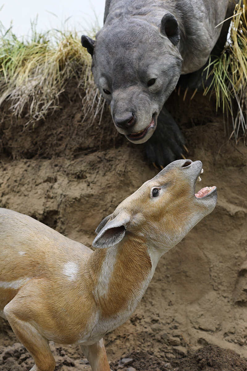 Royal Tyrrell Museum | Miocene and Paleocene Dioramas — Blue Rhino Studio