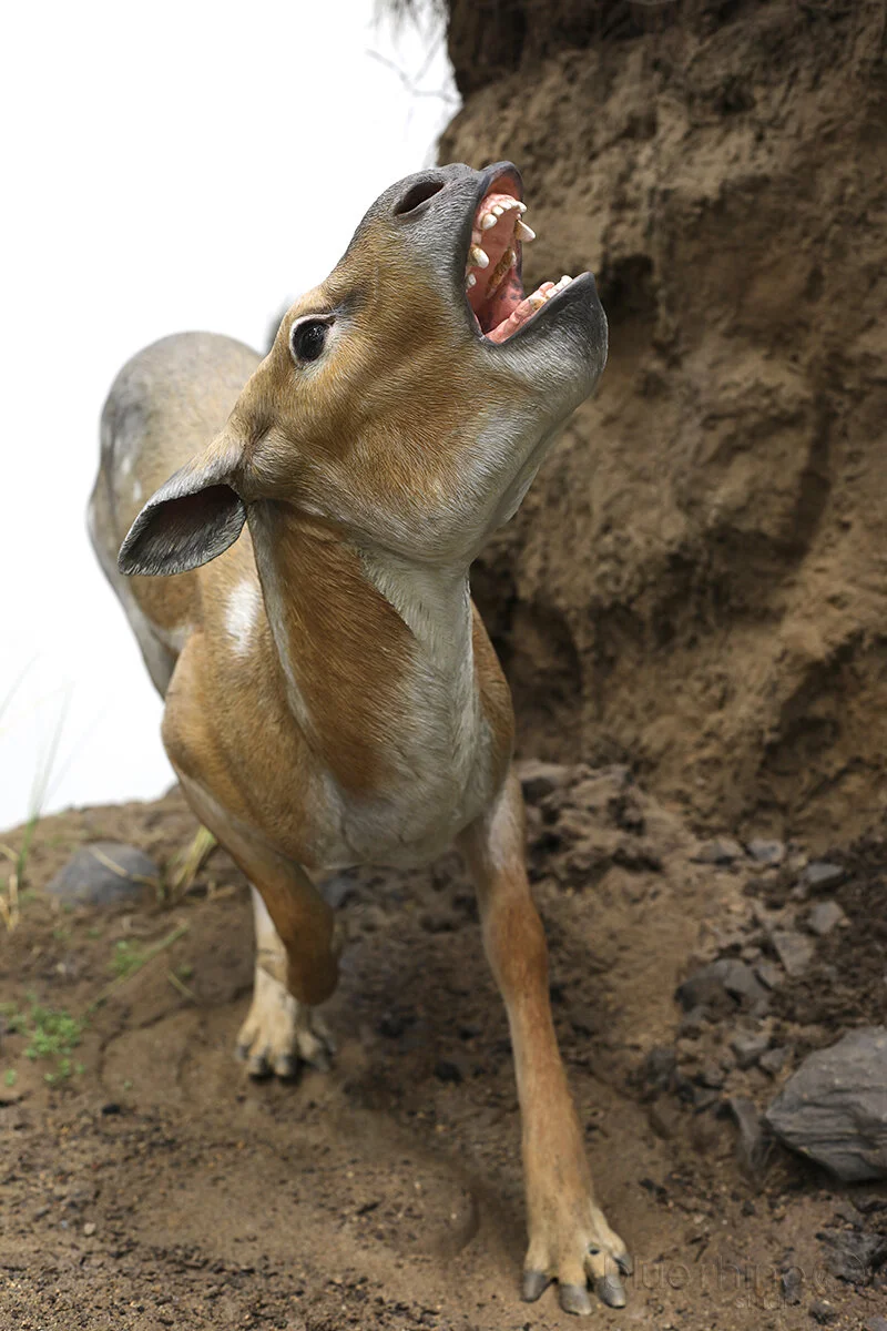 Royal Tyrrell Museum | Miocene and Paleocene Dioramas — Blue Rhino Studio