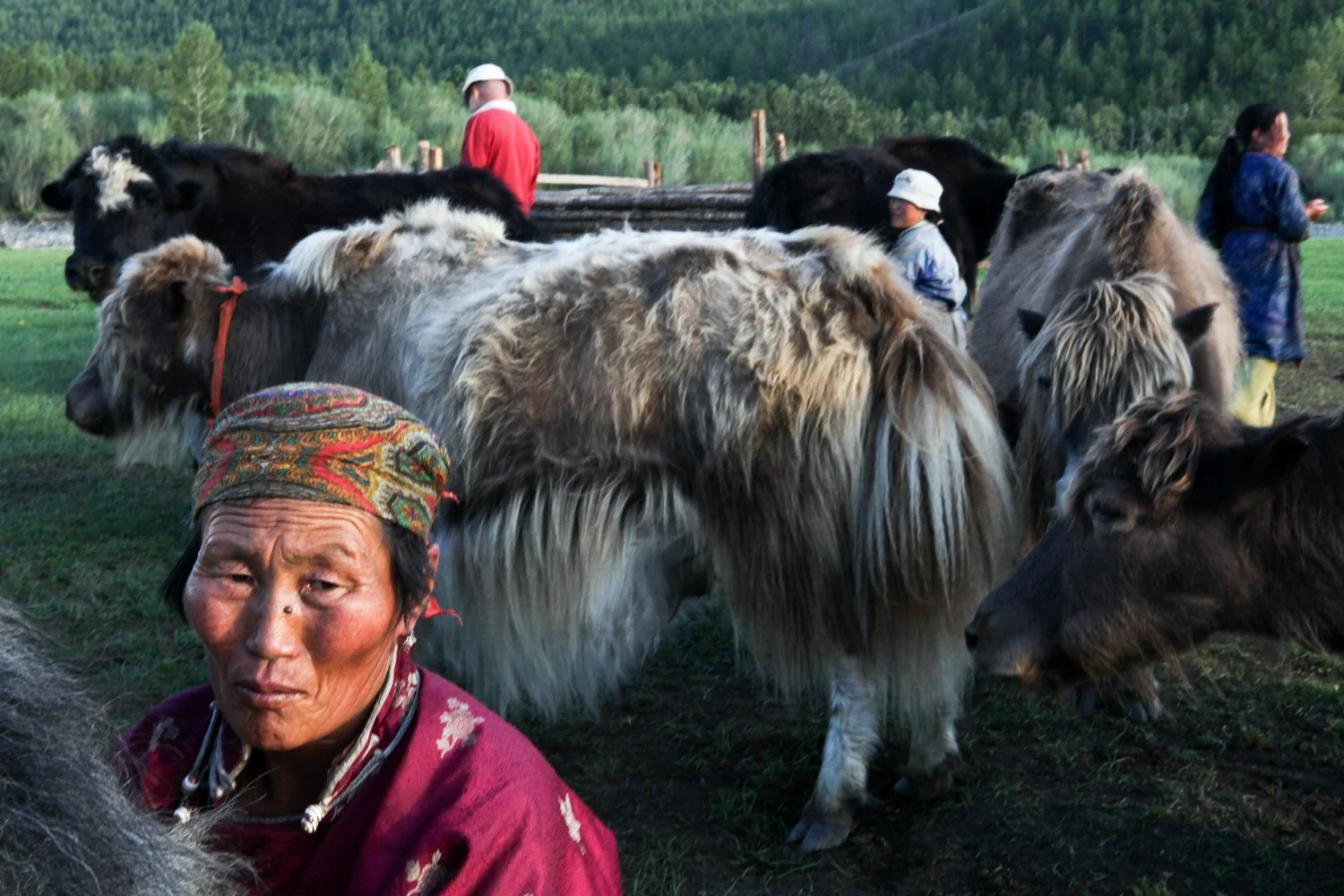 A nomadic Mongolian family milks their yaks.