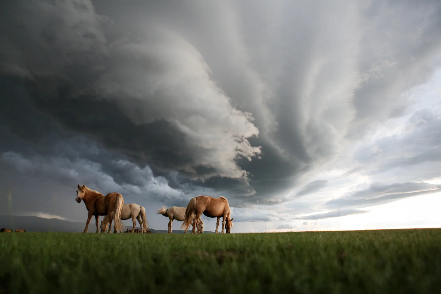 On the open steppe outside of Kharkhorin, Mongolia, a few mongol horses graze as a fierce hail storm approaches.