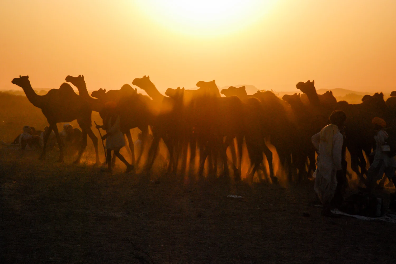 At sunset, several men lead a camel caravan through the sands at Pushkar's Camel Fair.