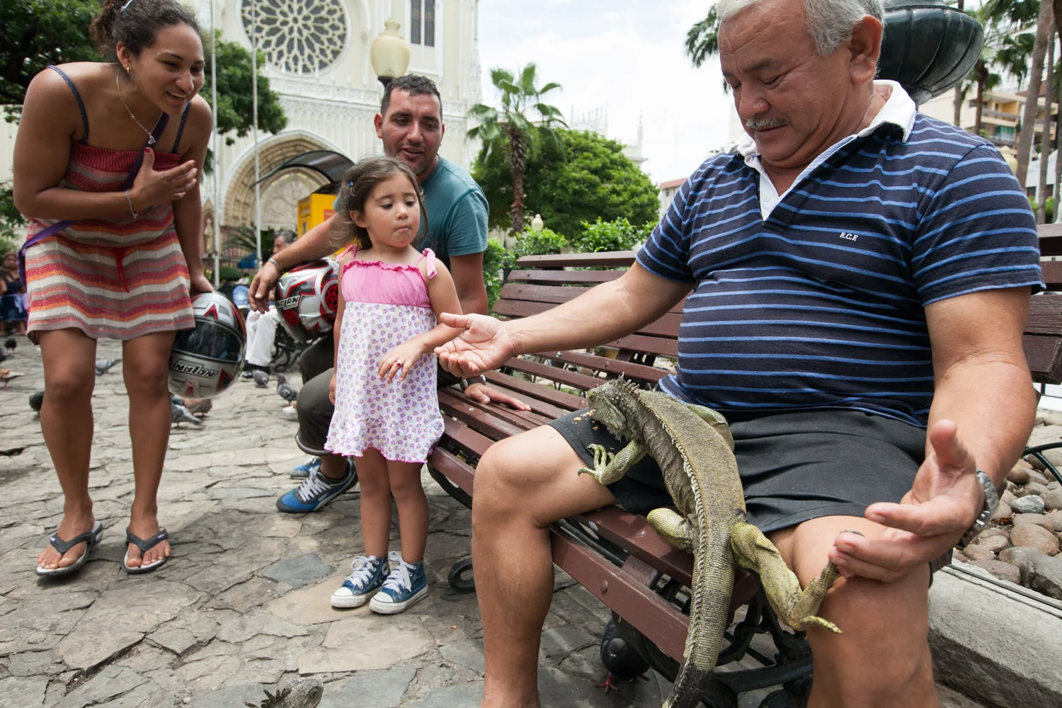 An iguana park is located in Guayaquil's city center across from the main cathedral. People gather to feed and play with the iguanas.