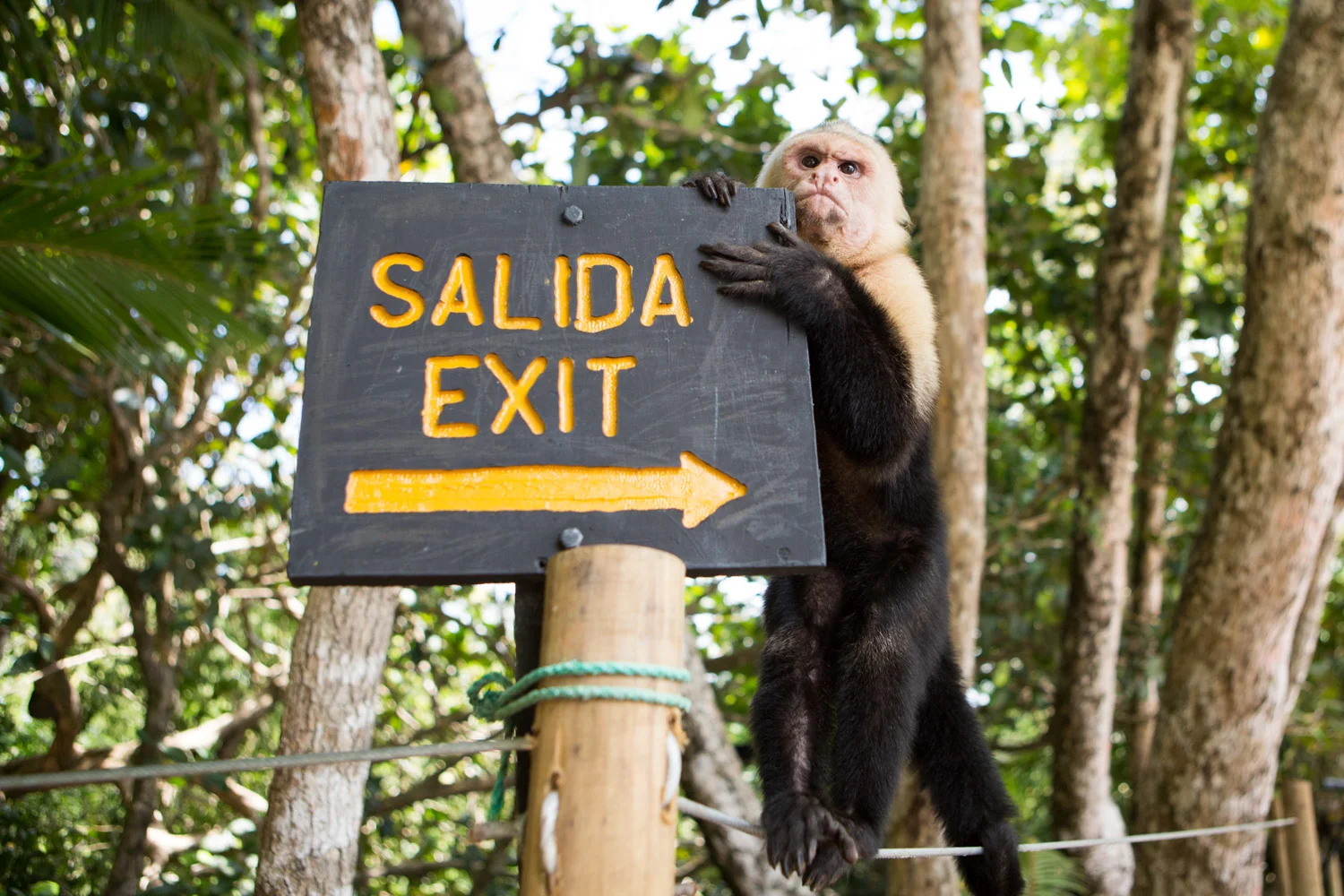 A white-faced capuchin monkey climbs on an exit sign in Costa Rica's Manuel Antonio National Park.