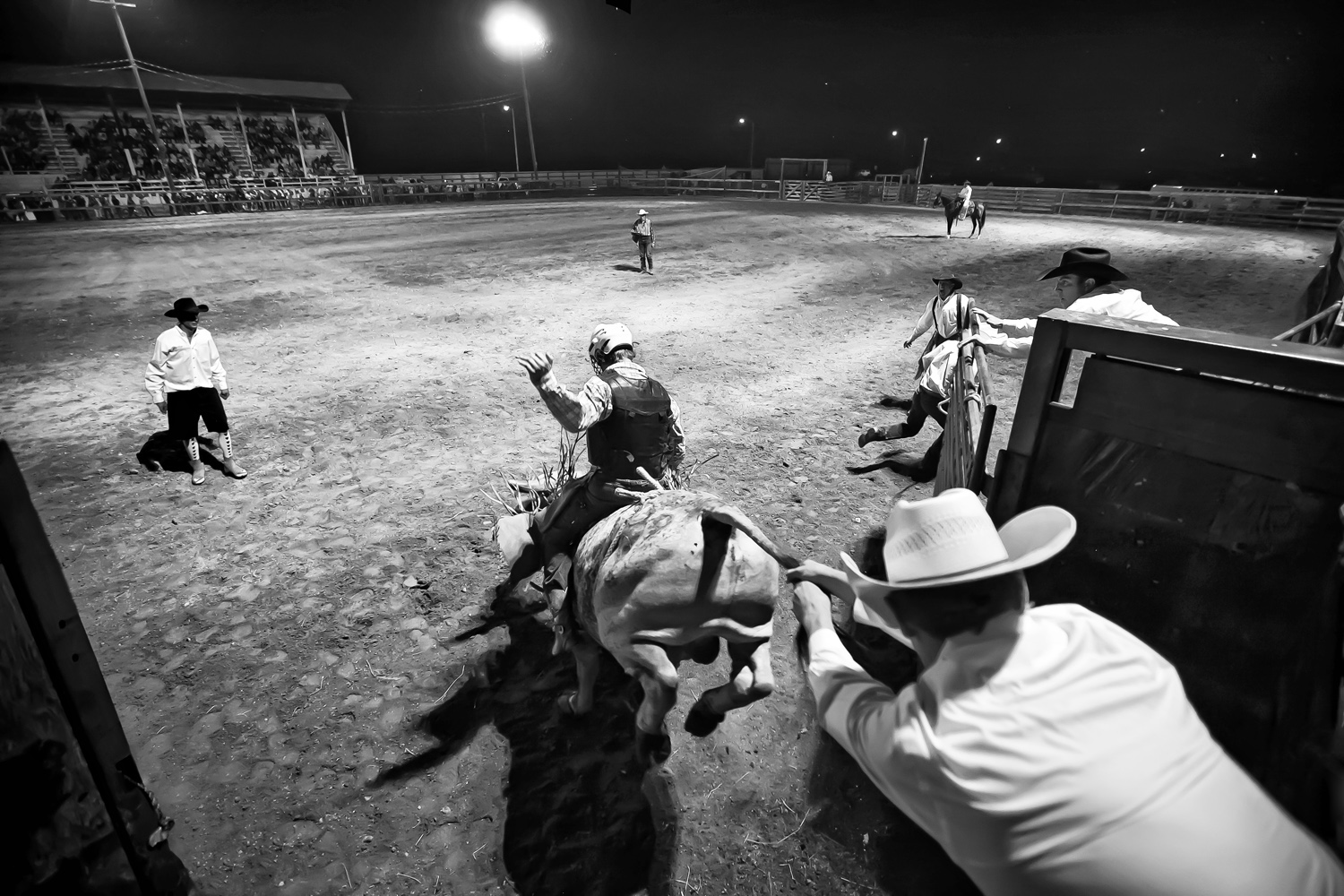  Prized rodeo bulls are generally agile, moderately framed and weigh approximately 2,000 pounds (907 kilograms). Two cowboys embrace the popular phrase, “hang on for dear life,” as they attempt to handle a prized bull during the rodeo’s riding compet