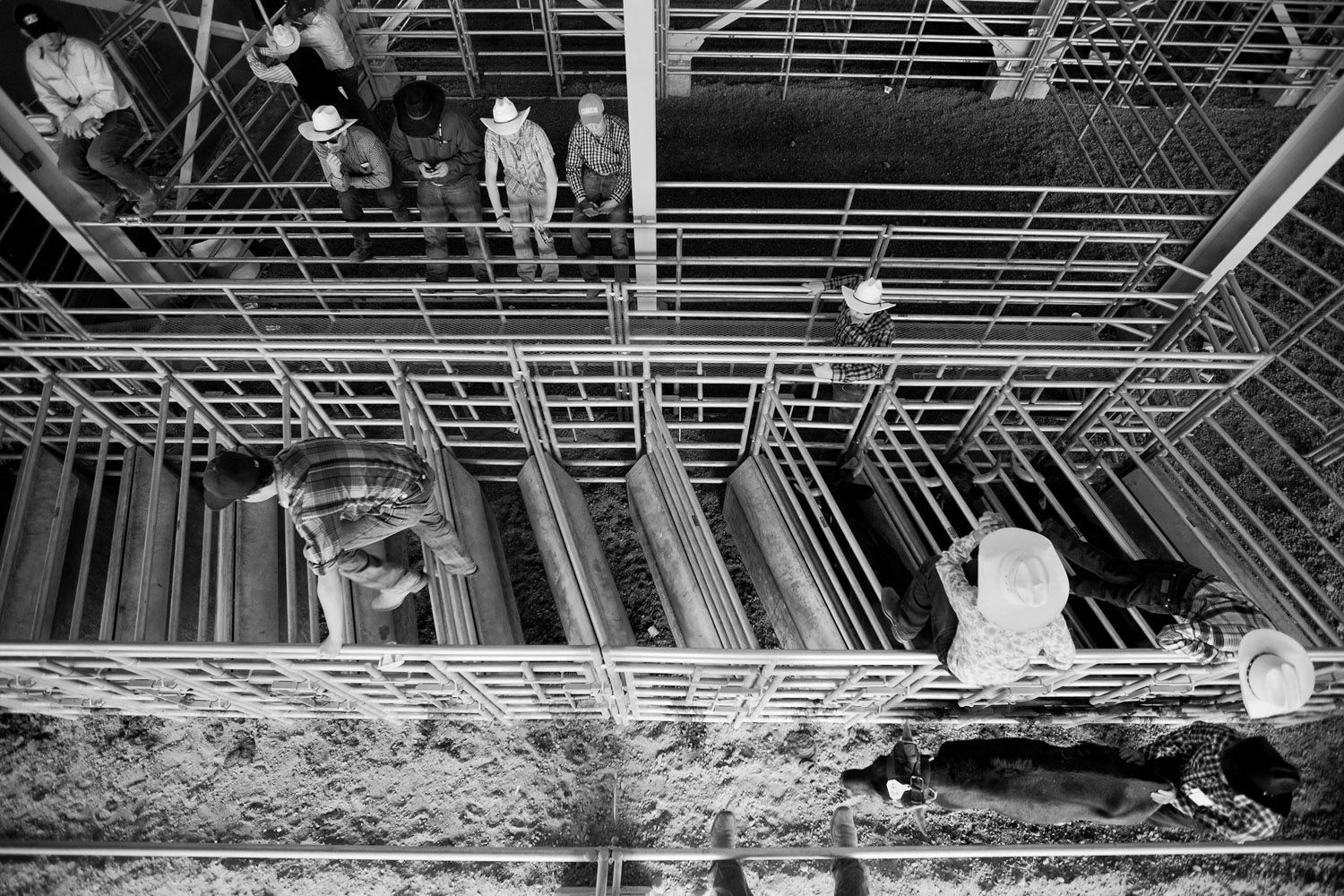  Cowboys congregate away from the main rodeo action. This metallic maze of fences and stalls, located beneath the rodeo arena’s grandstand, is utilized for staging animals that partake in roping events (breakaway, calf, team) and steer wrestling. 