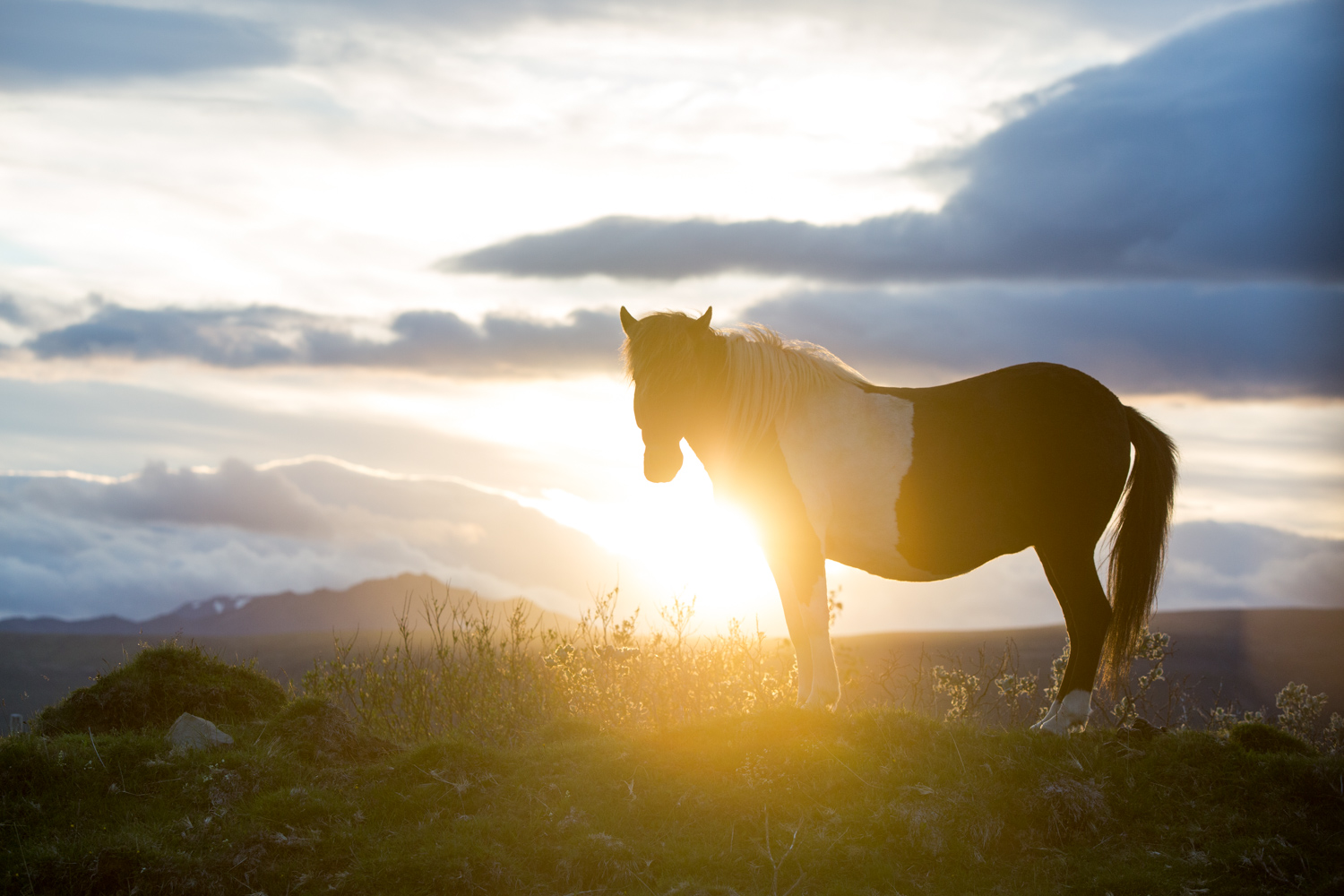 Eric Kruszewski photographs an Icelandic horse for National Geographic Student Expeditions.