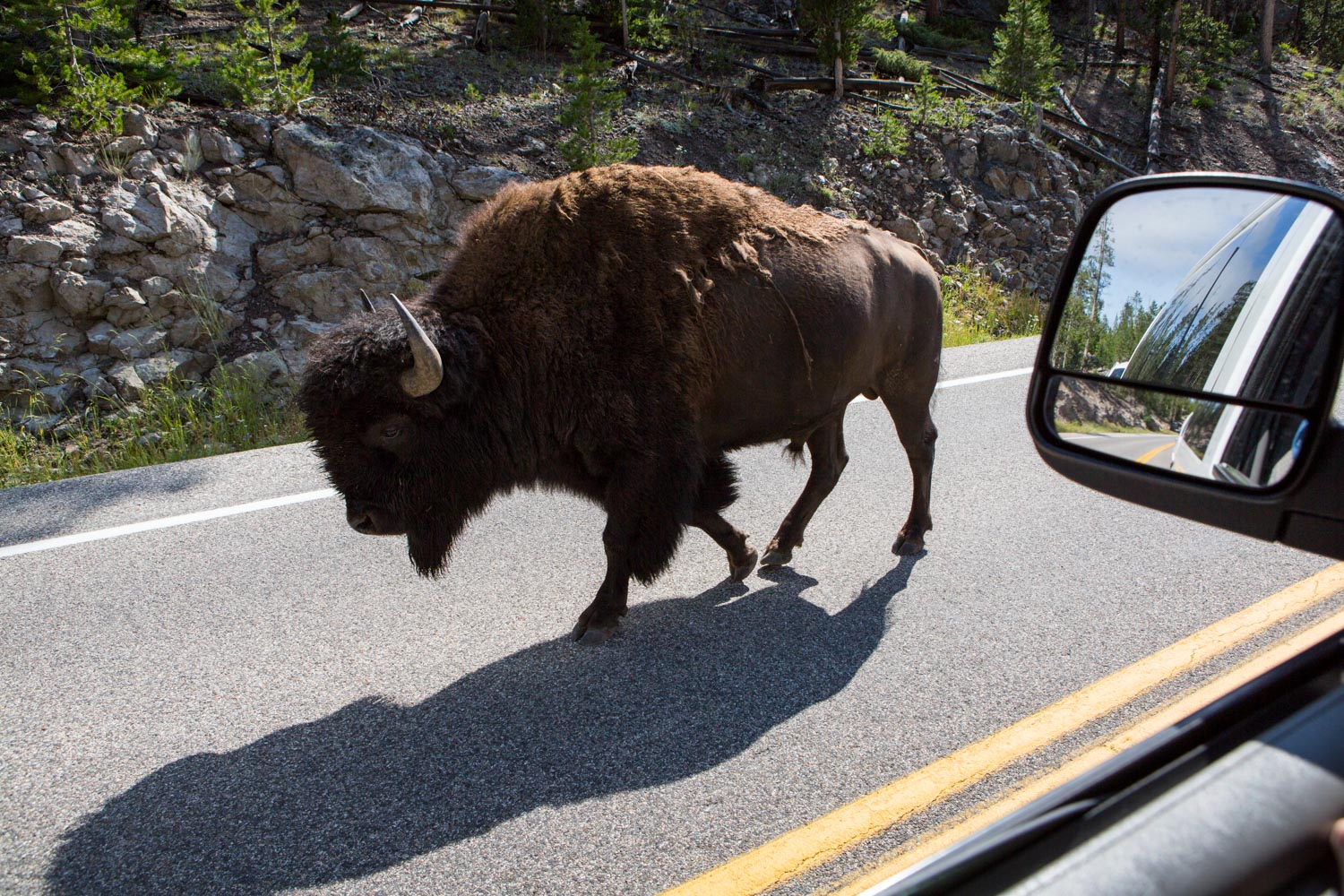 Eric Kruszewski photographs a bison in Yellowstone for National Geographic Expeditions.