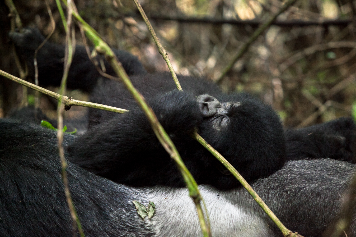 Eric Kruszewski photographs a mountain gorillas in Rwanda’s Volcanoes National Park.