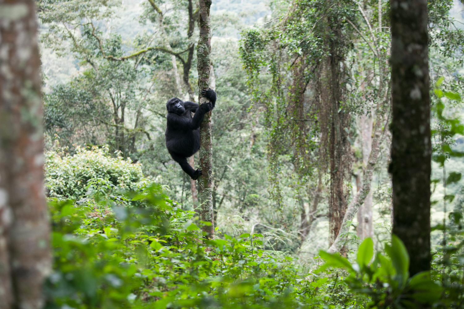 Eric Kruszewski photographs a mountain gorillas in Uganda’s Bwindi Impenetrable Forest.