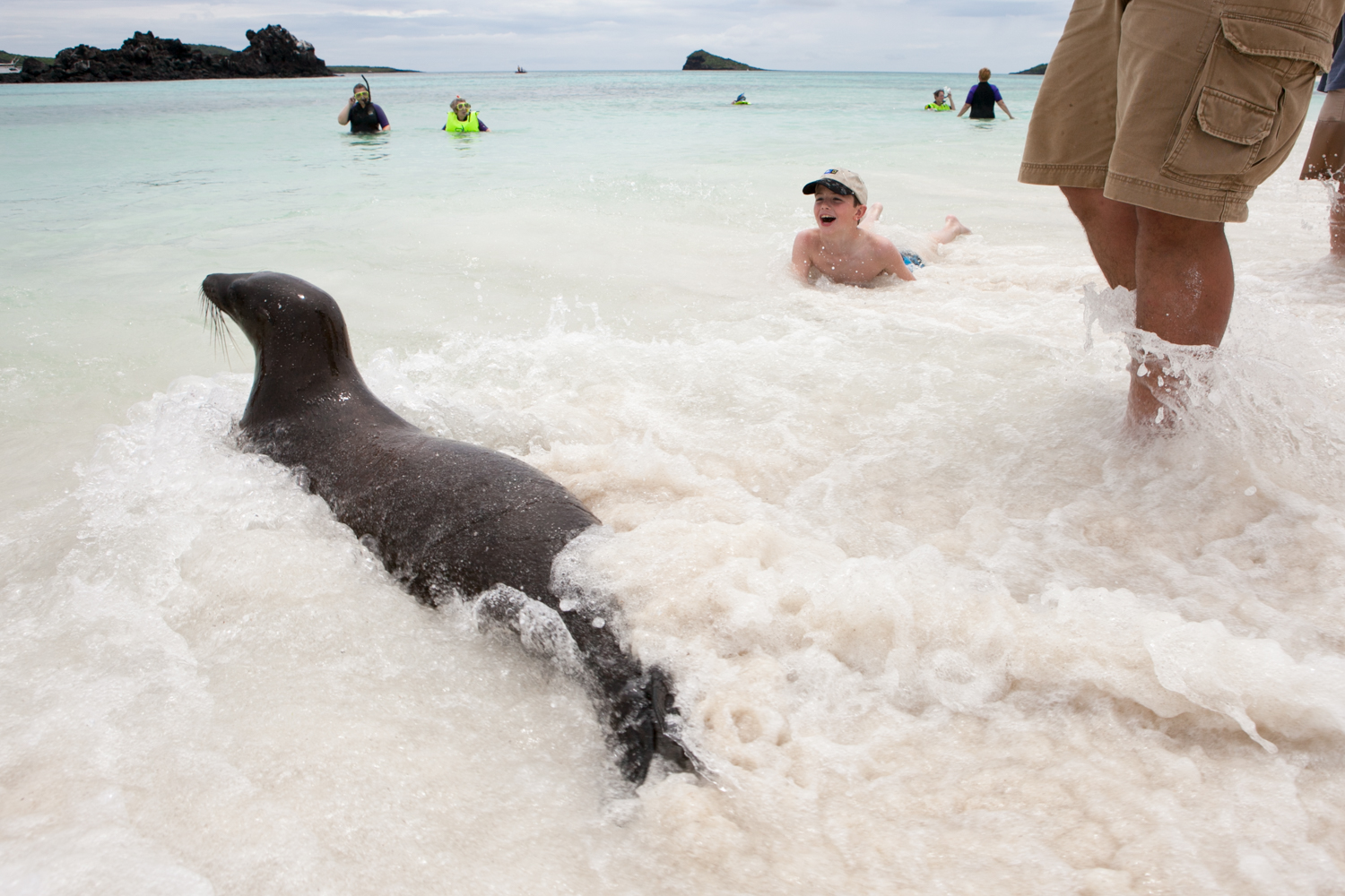 In the Galapagos Islands, tourists play among sea lions in the water.