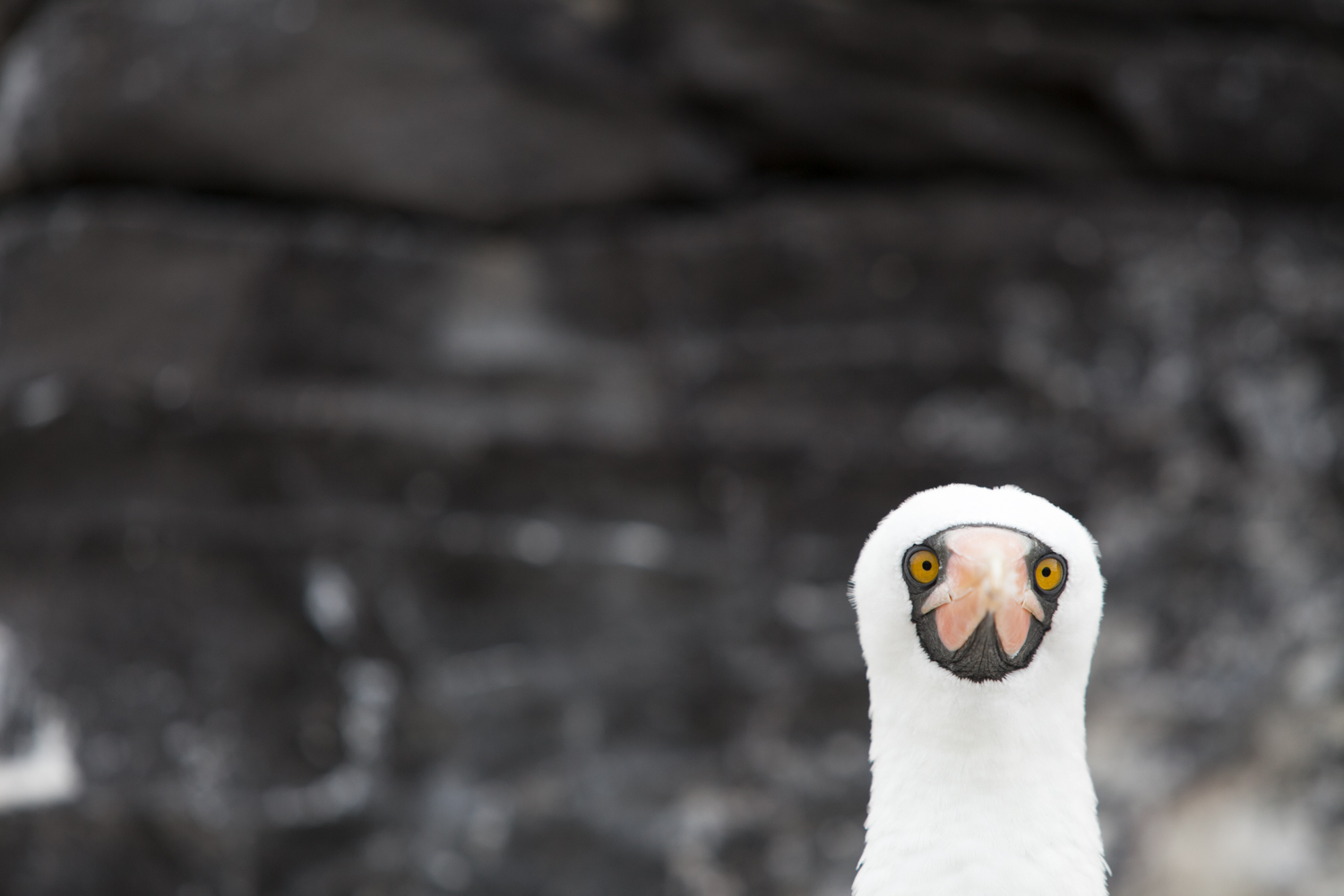 In the Galapagos Islands, a bird (Nazca Booby) gives a direct look.