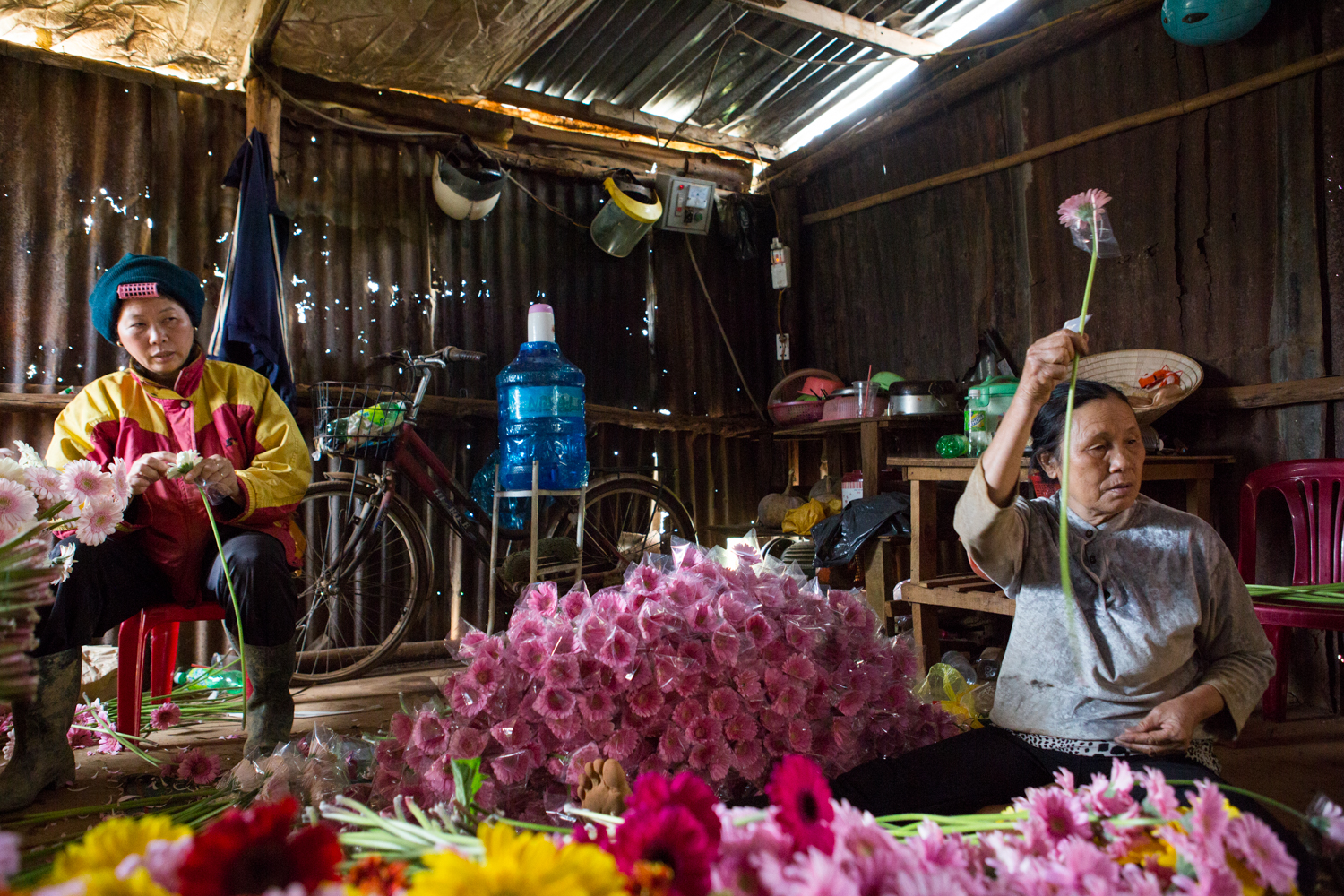Eric Kruszewski photographs travel and flower harvests in Dalat, Vietnam.