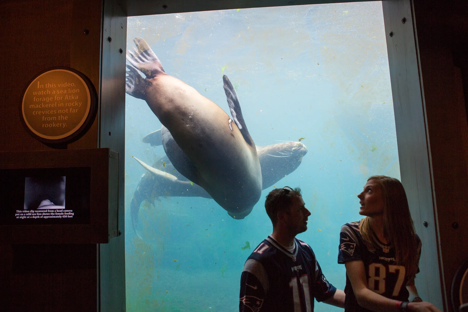 Two sea lions surprise a visitor at the Alaska Sealife Center in Seward.
