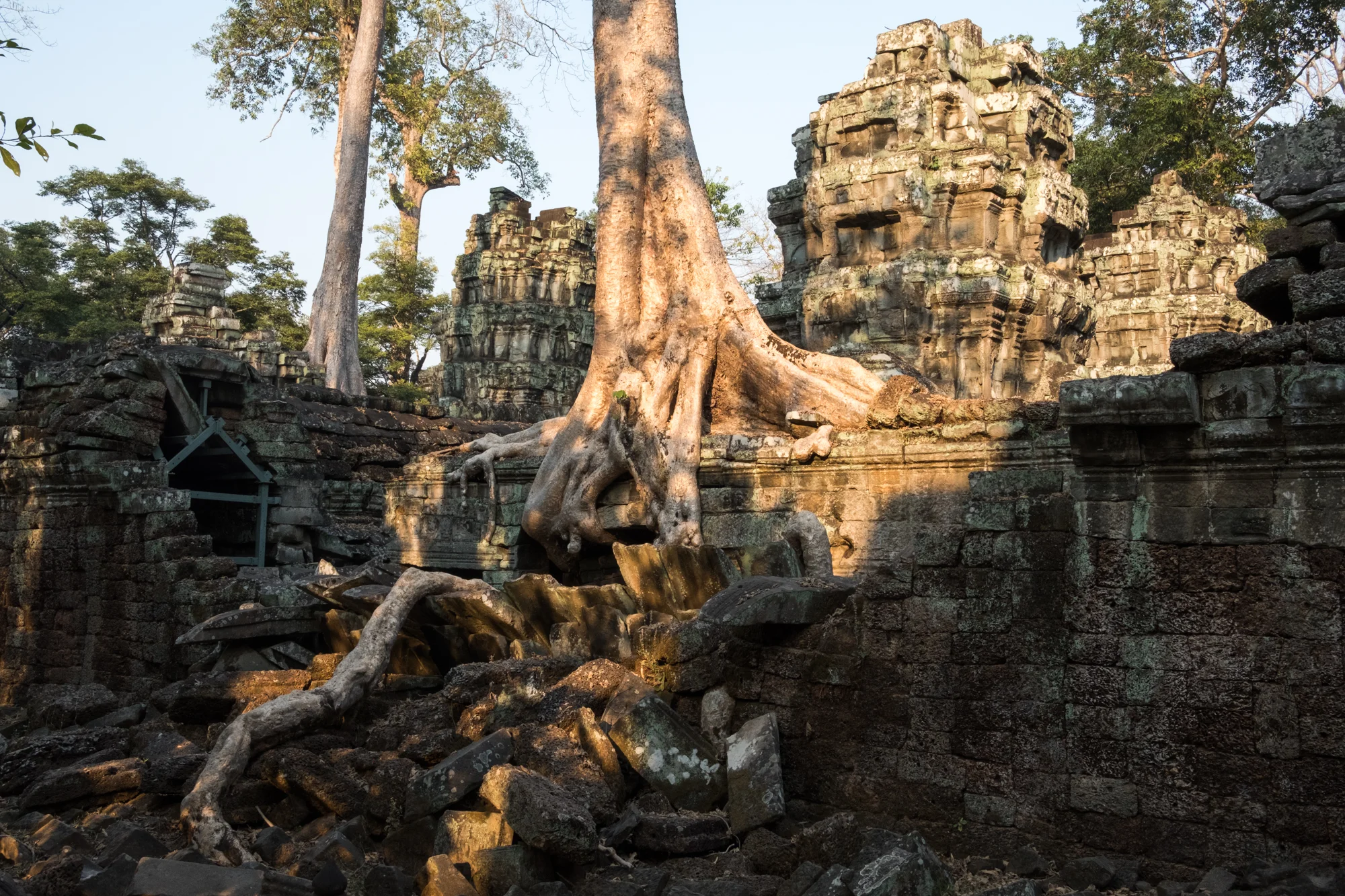 Ta Prohm Temple, Cambodia