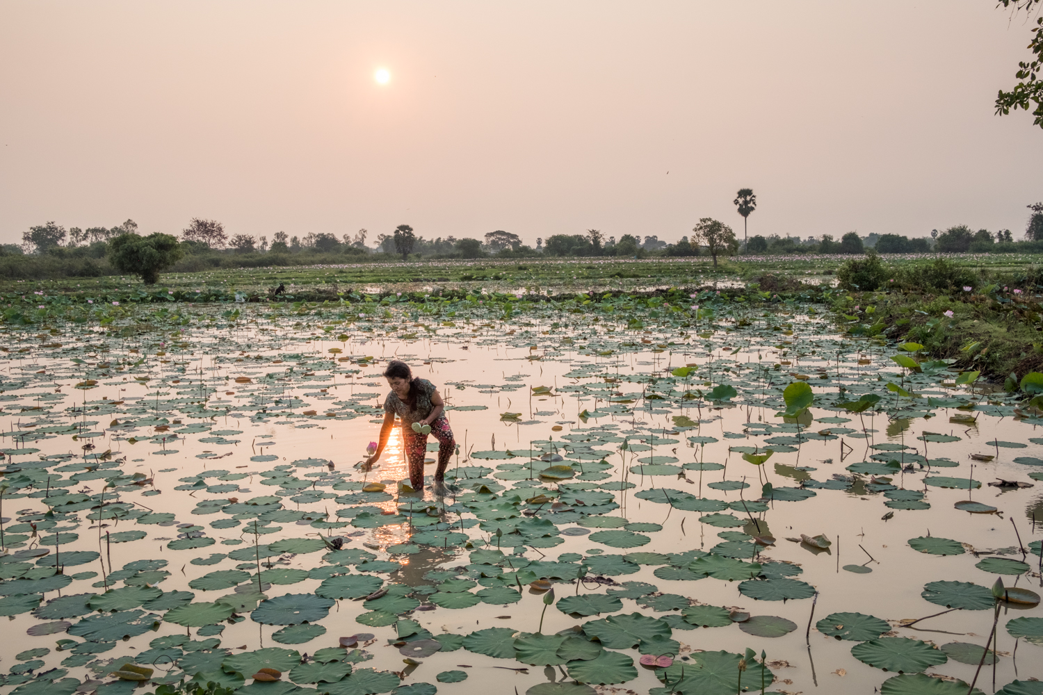  In Kampong Tralach, Cambodia, a small district along the Tonle Sap River, a woman wades through a field picking lotus flowers. 