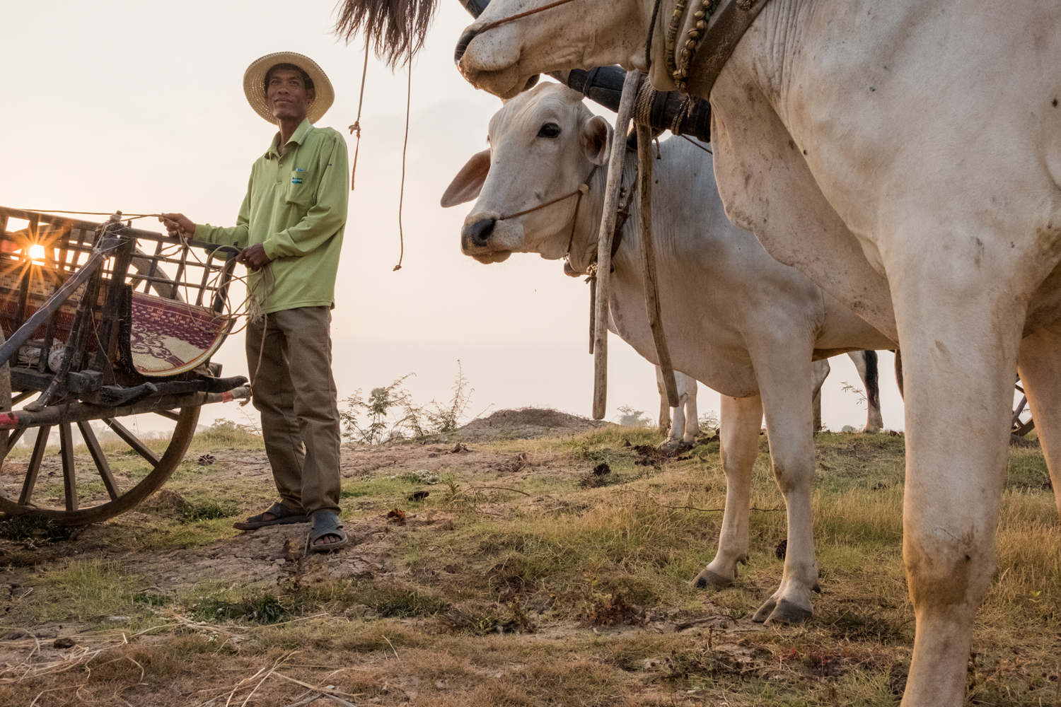  A man pauses with his Brahman cattle and oxcart in the village of Kampong Tralach, Cambodia. 